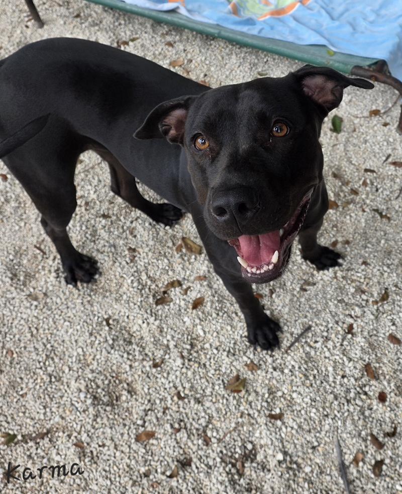 Enlarge Karma, a Adoptable mixed breed in Key Largo, FL image 5/6