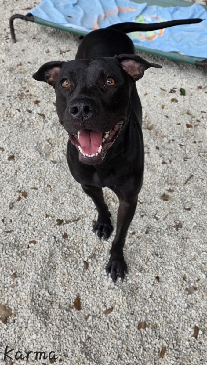 Enlarge Karma, a Adoptable mixed breed in Key Largo, FL image 6/6