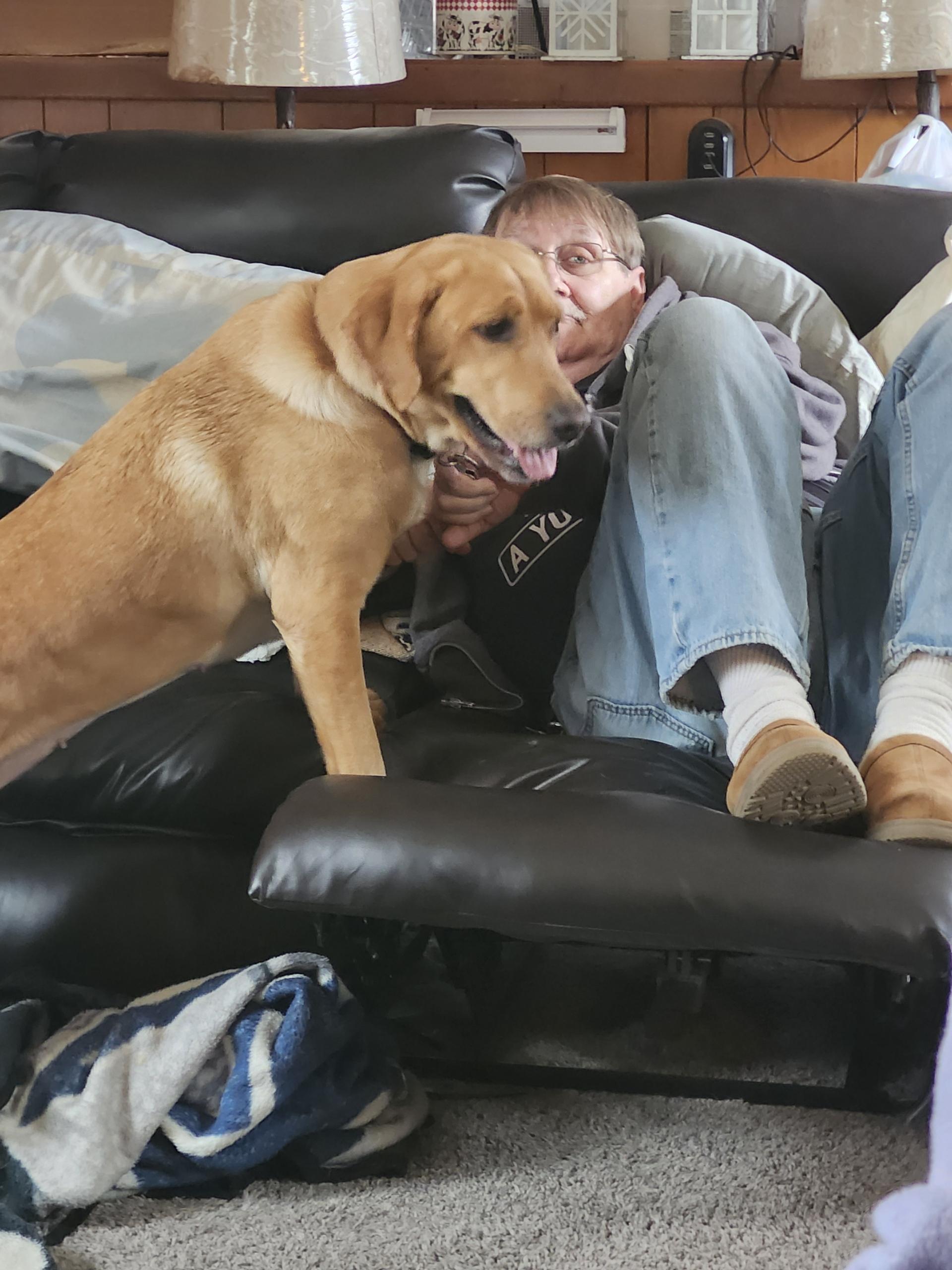 Jupiter. ADOPTED, Adoptable, Adult Female Labrador Retriever.