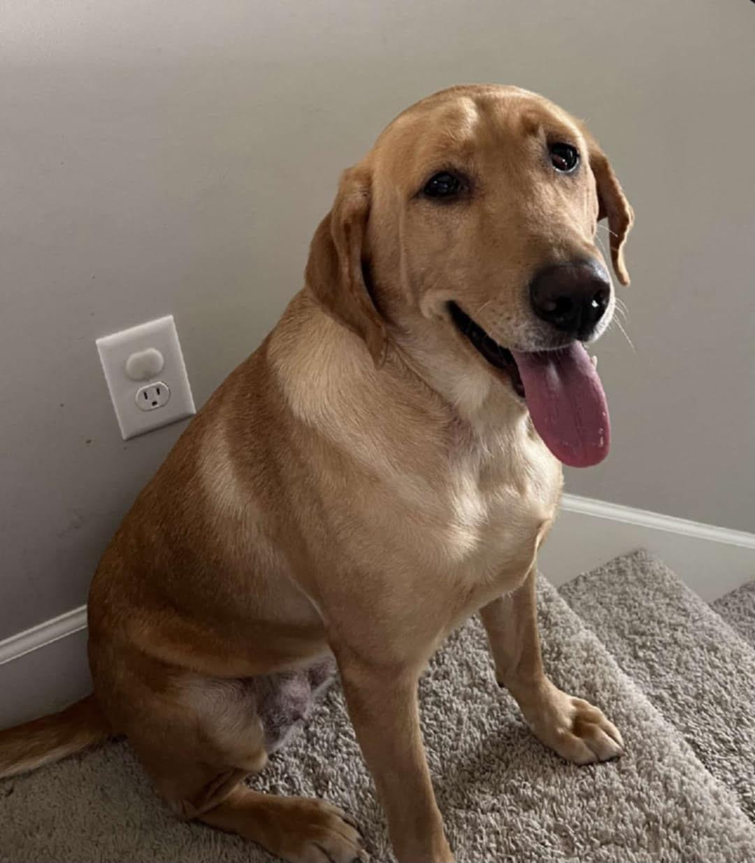 Jupiter, a Adoptable mixed breed in Union Grove, WI image 4/4