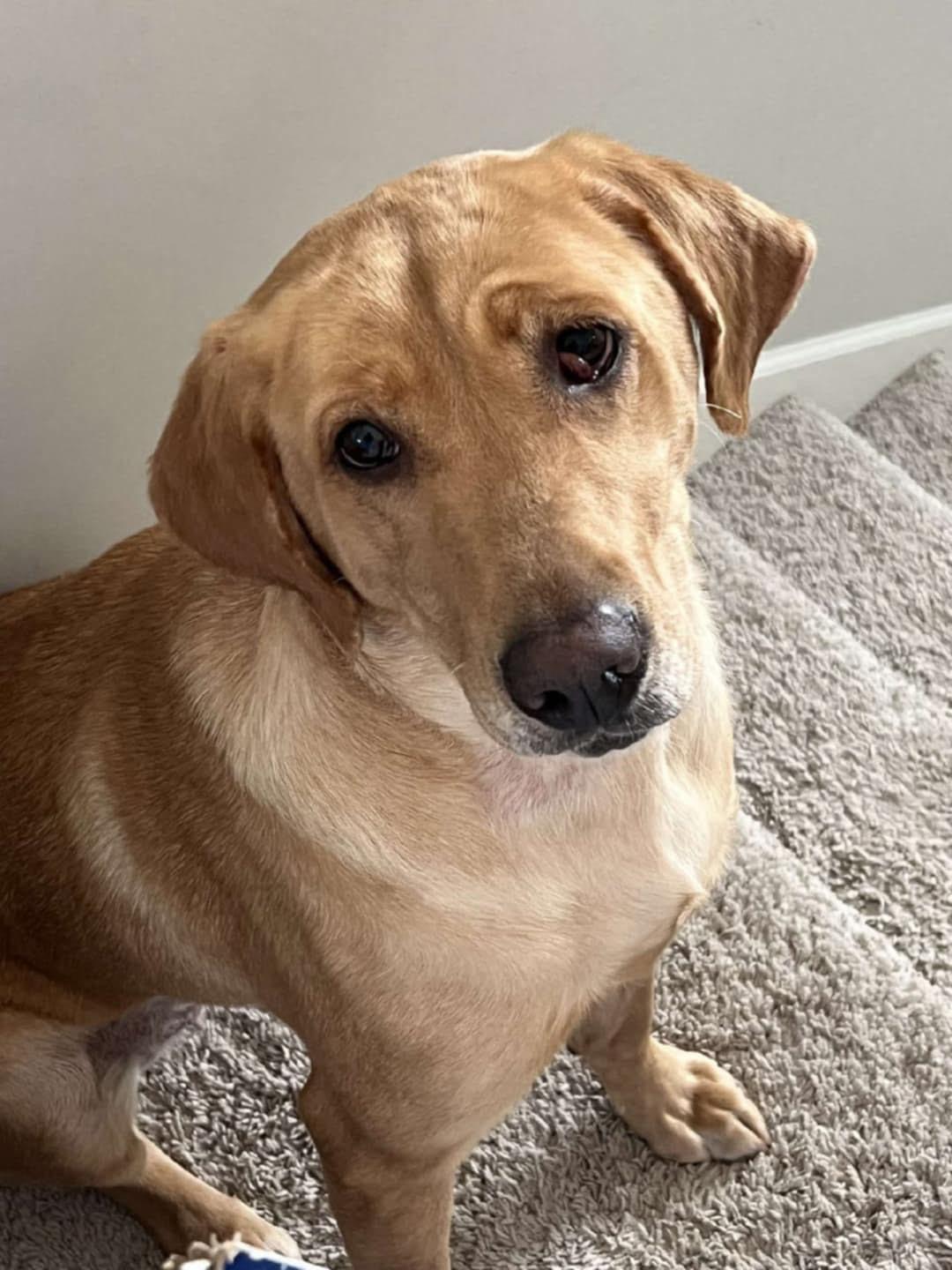 Jupiter, Adoptable, Adult Female Labrador Retriever.