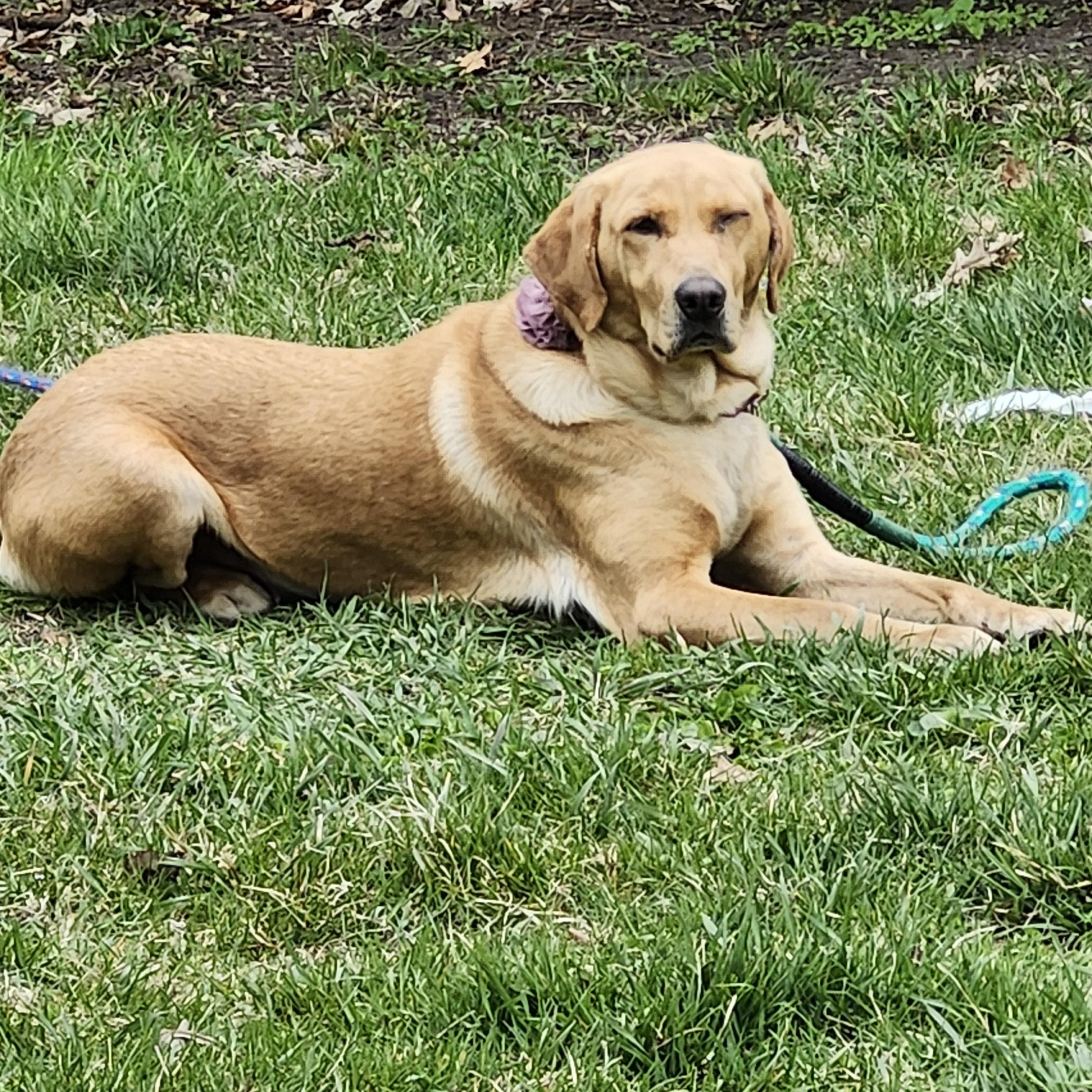 Jupiter, a Adoptable mixed breed in Union Grove, WI image 3/4