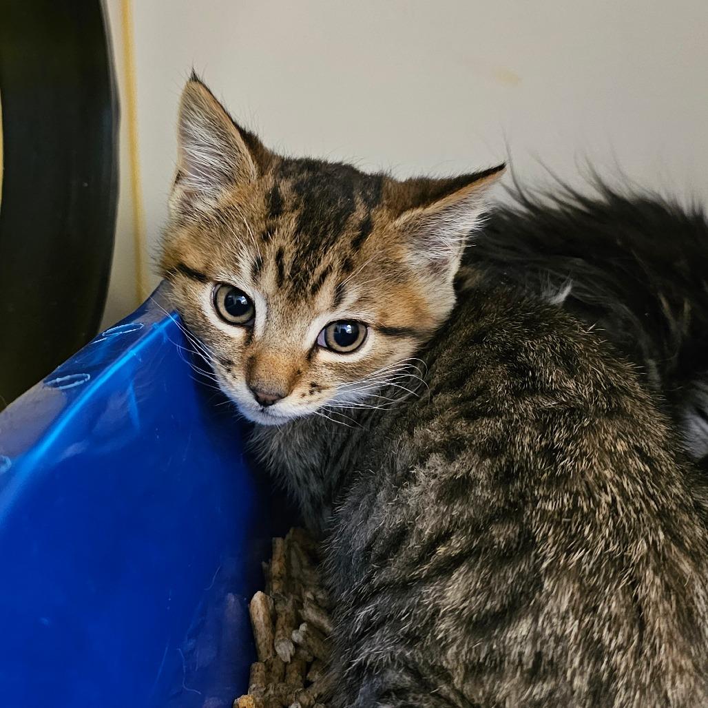 Buzzard, Adoptable, Kitten Male Domestic Long Hair.