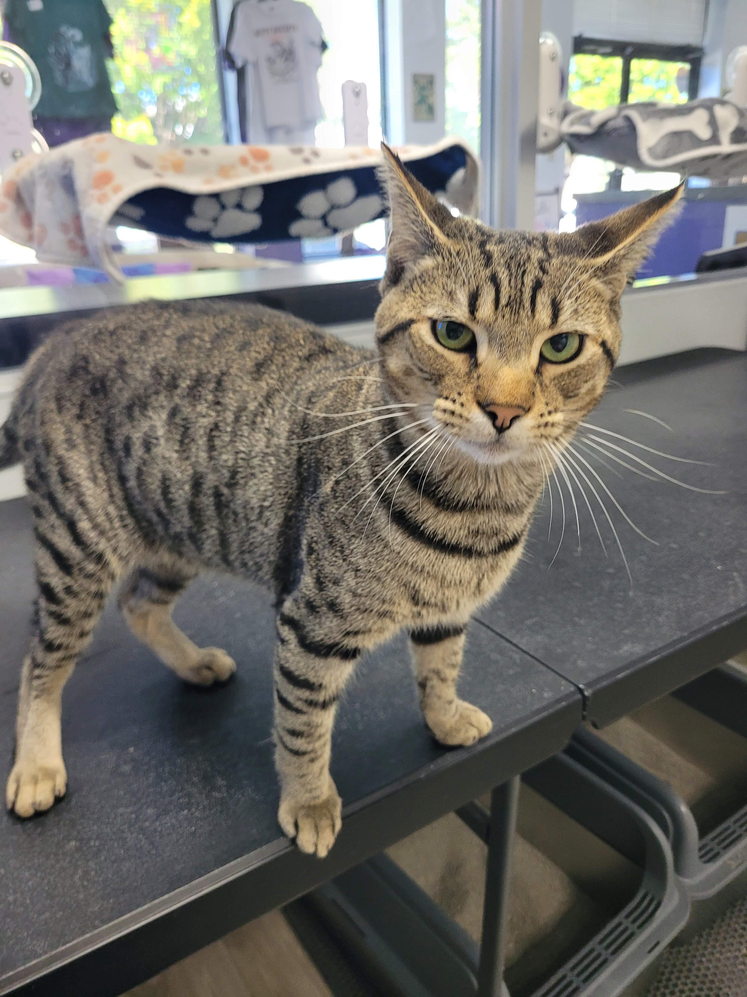 Enlarge Benji, a Adoptable Domestic Short Hair in Morganton, NC image 1/3