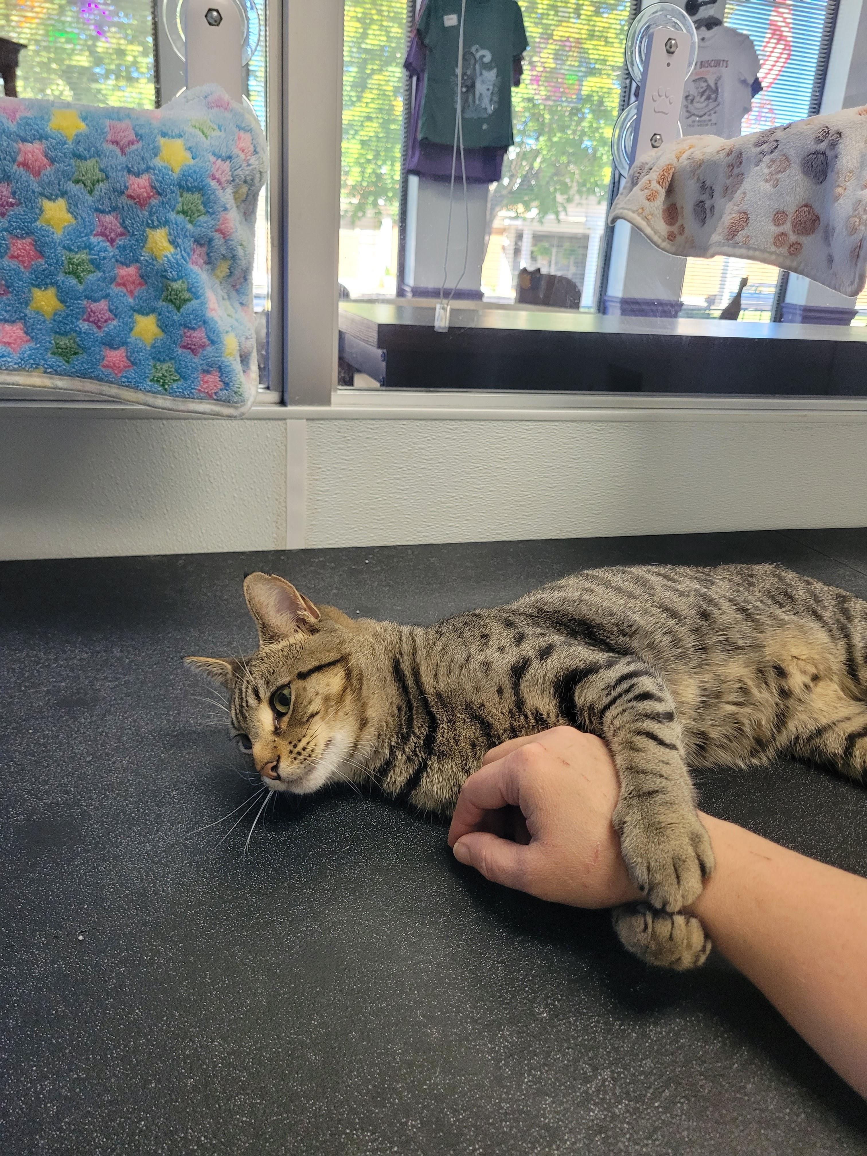 Enlarge Benji, a Adoptable Domestic Short Hair in Morganton, NC image 3/3