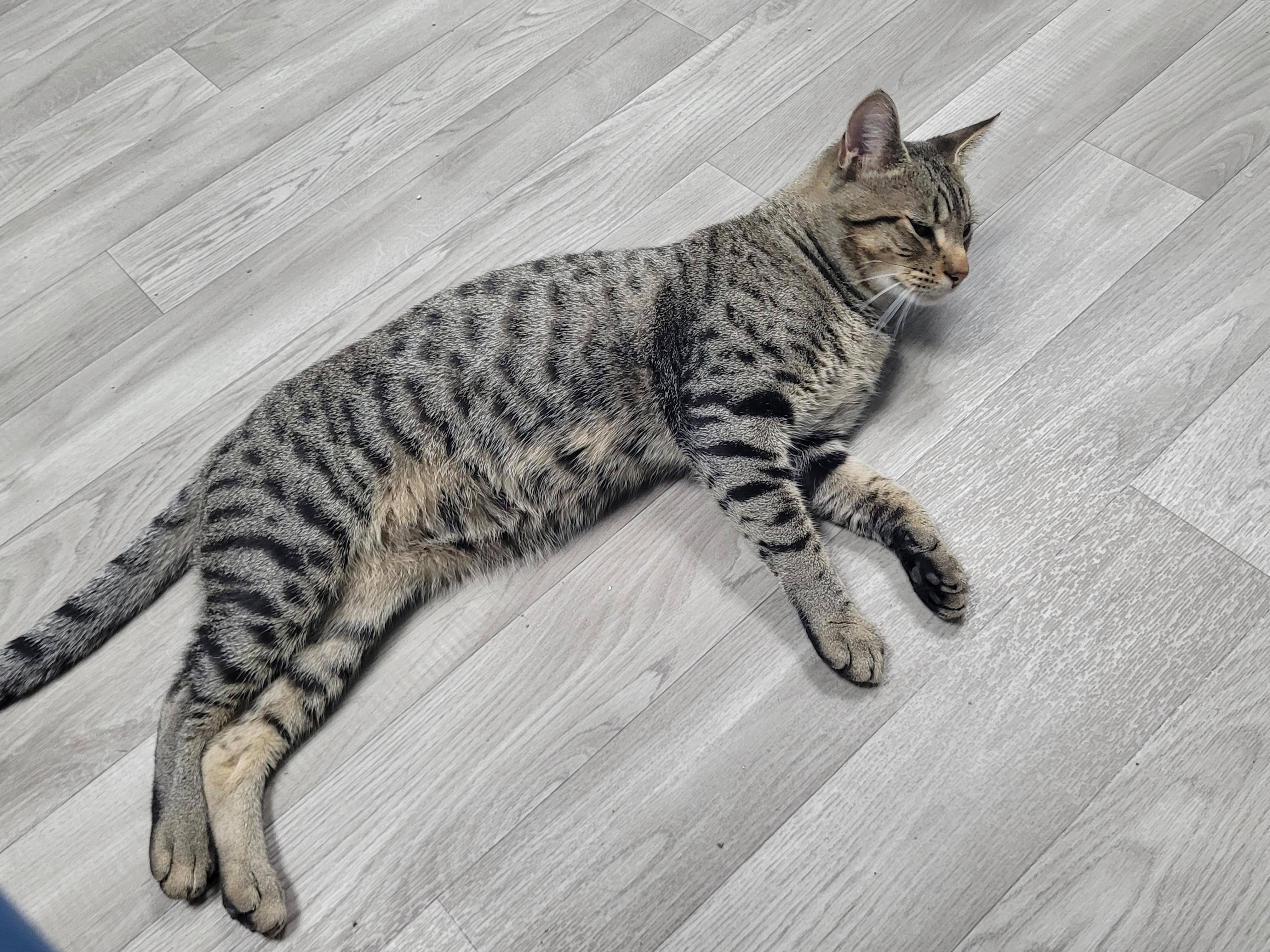 Enlarge Benji, a Adoptable Domestic Short Hair in Morganton, NC image 2/3