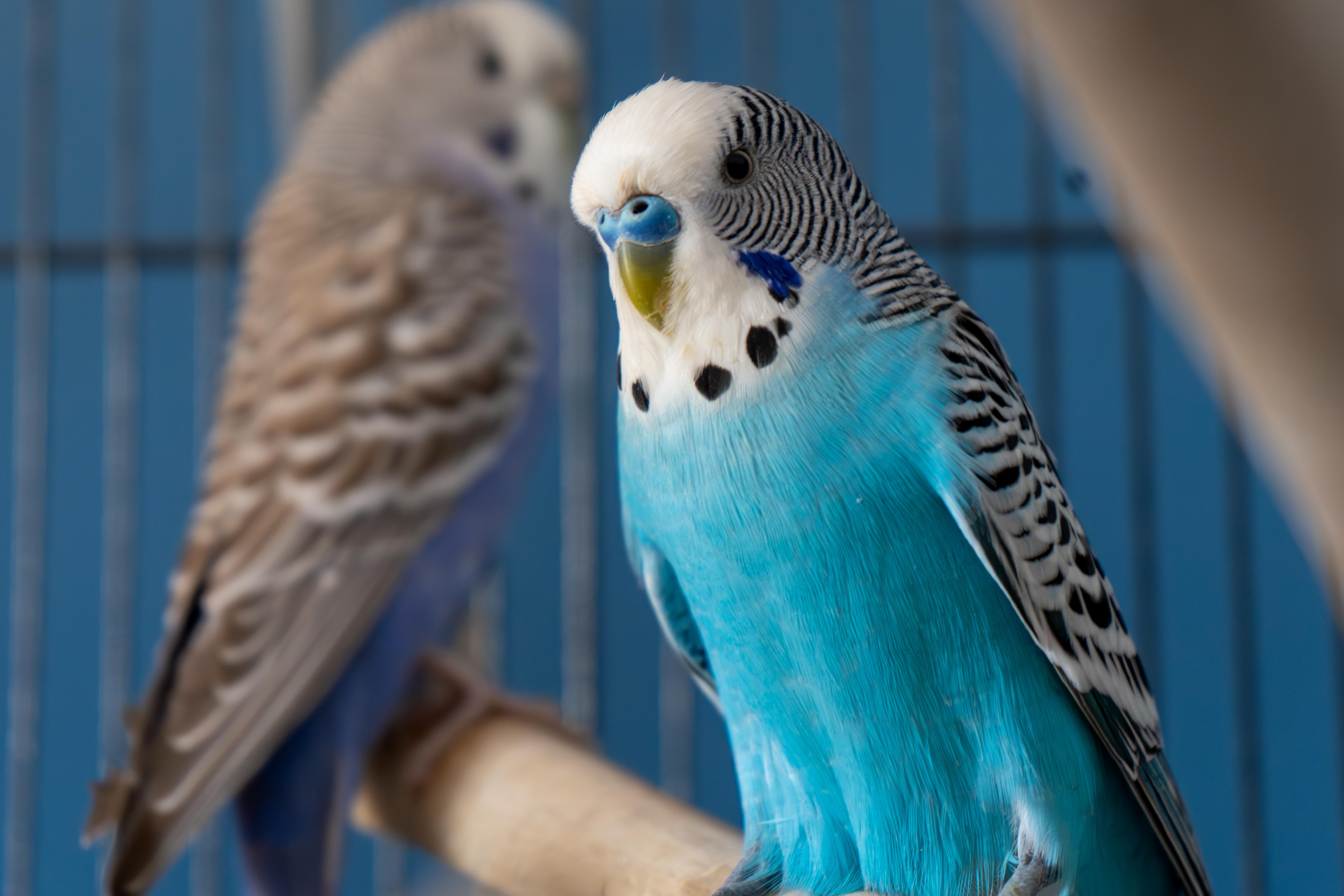 Aristotle (bonded to Pearl and Sapphire), a Adoptable Parakeet (Other) in Dundas, ON image 1/4
