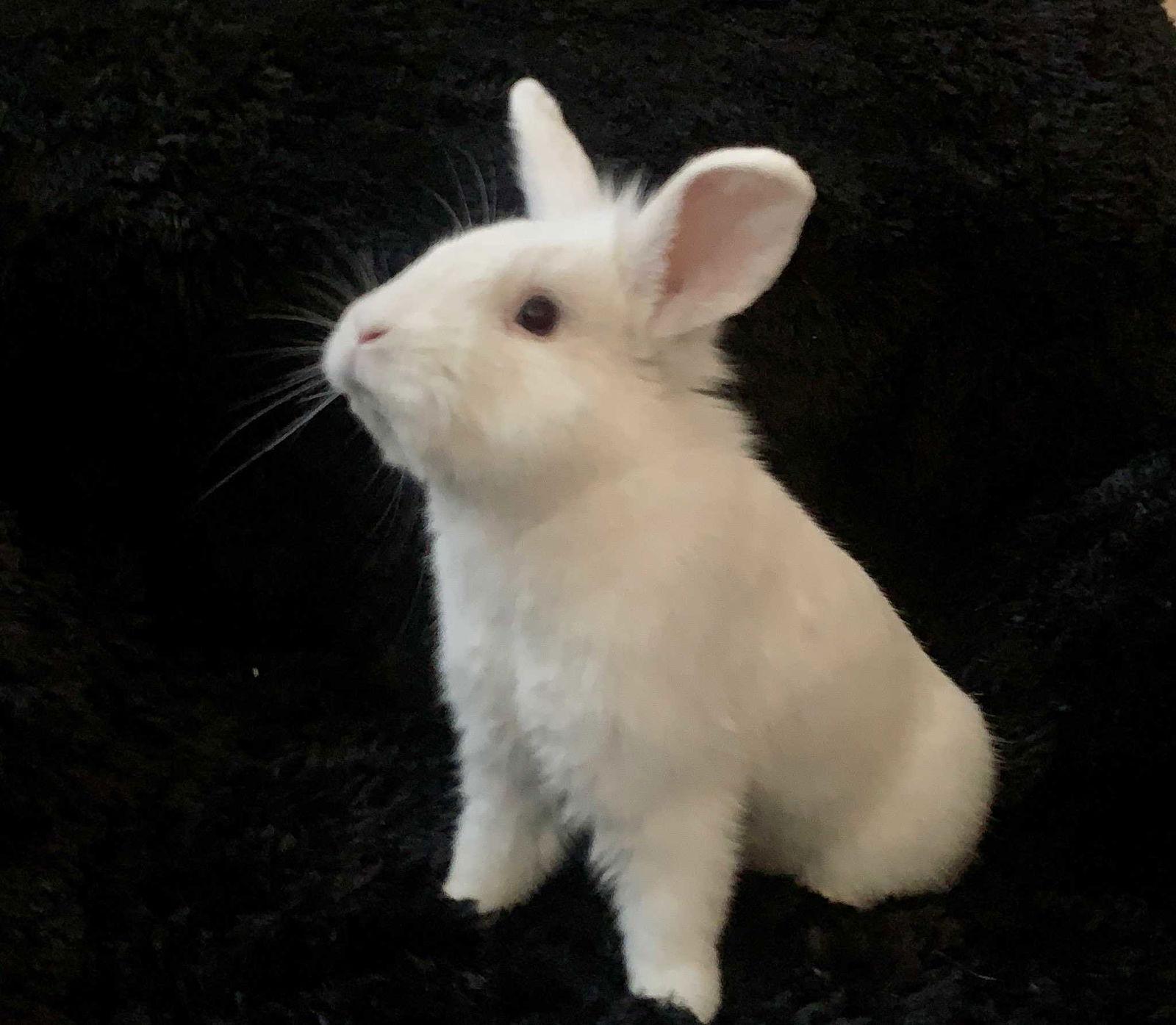 Enlarge Dexter, a Adoptable American in Buckeye, AZ image 1/3