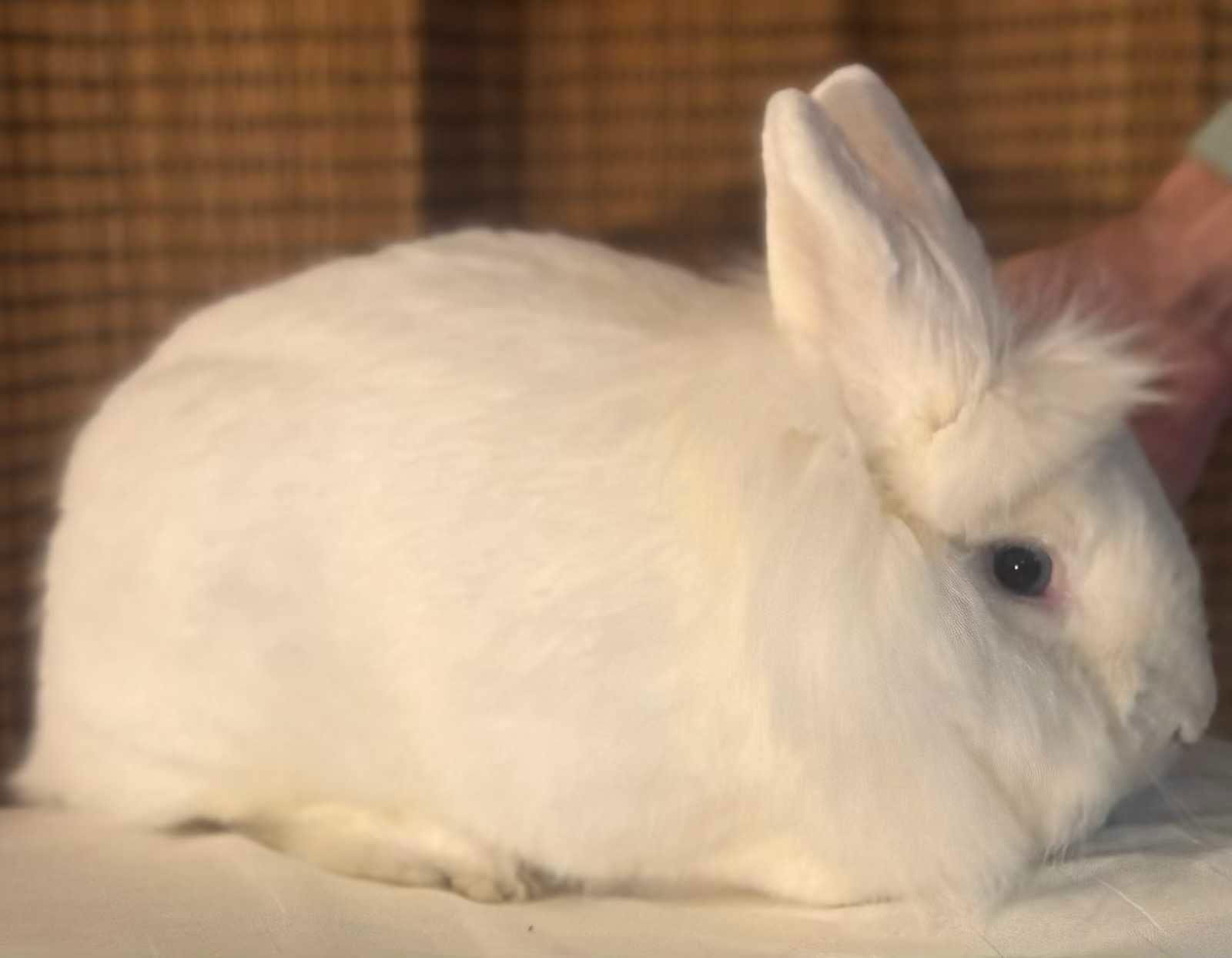 Enlarge Dexter, a Adoptable American in Buckeye, AZ image 2/3