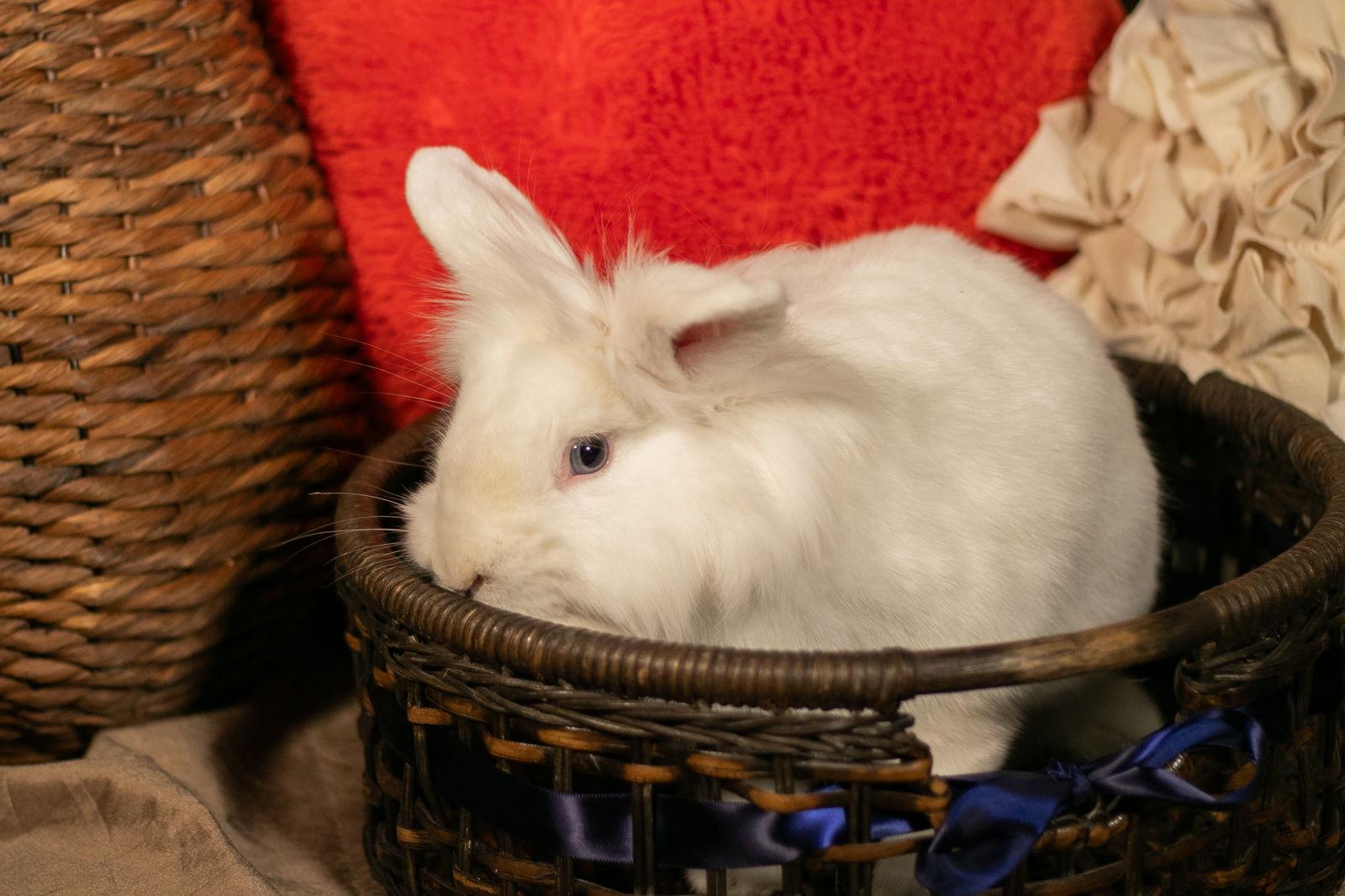 Enlarge Dexter, a Adoptable American in Buckeye, AZ image 3/3