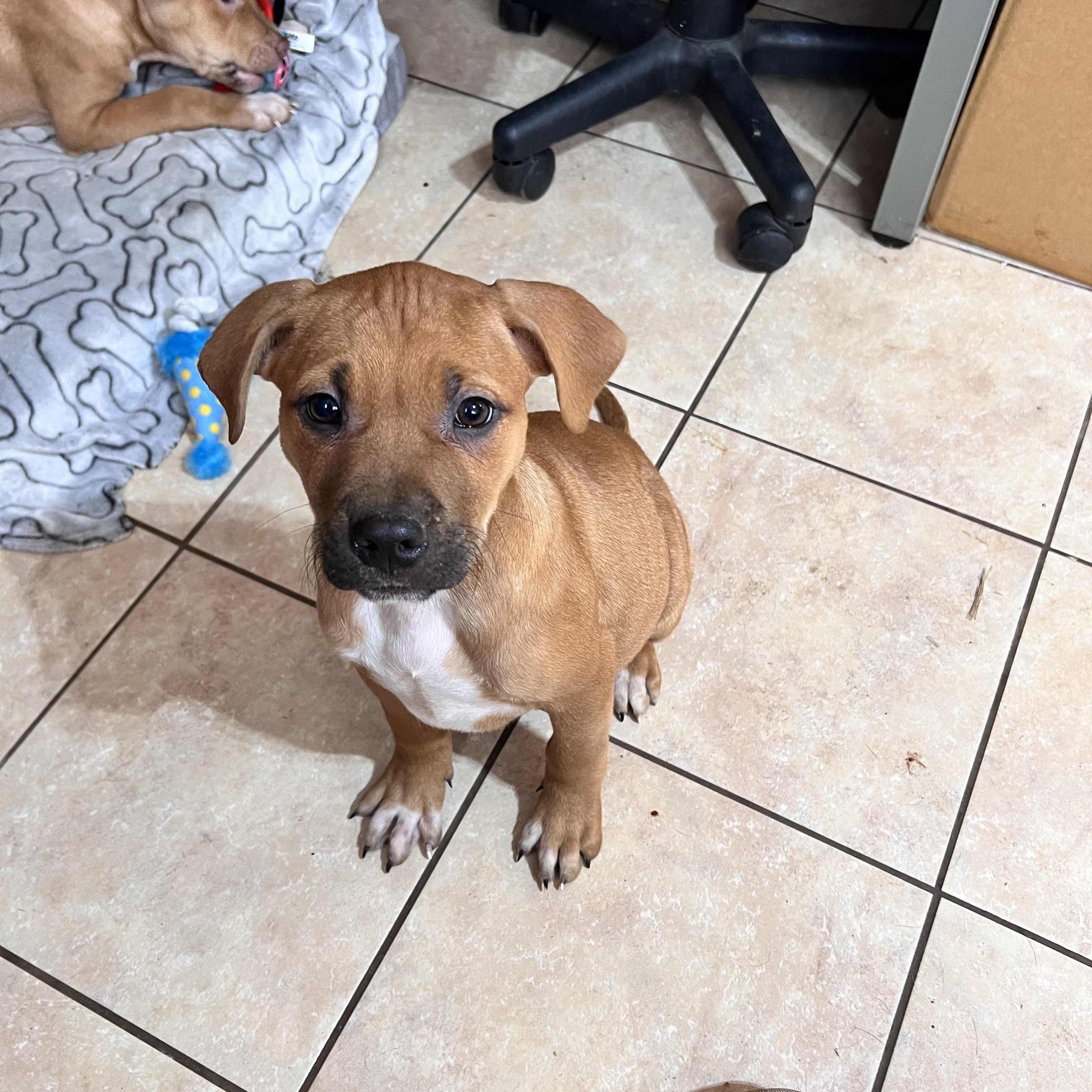 Jumbo Zoom — thumbnail 2