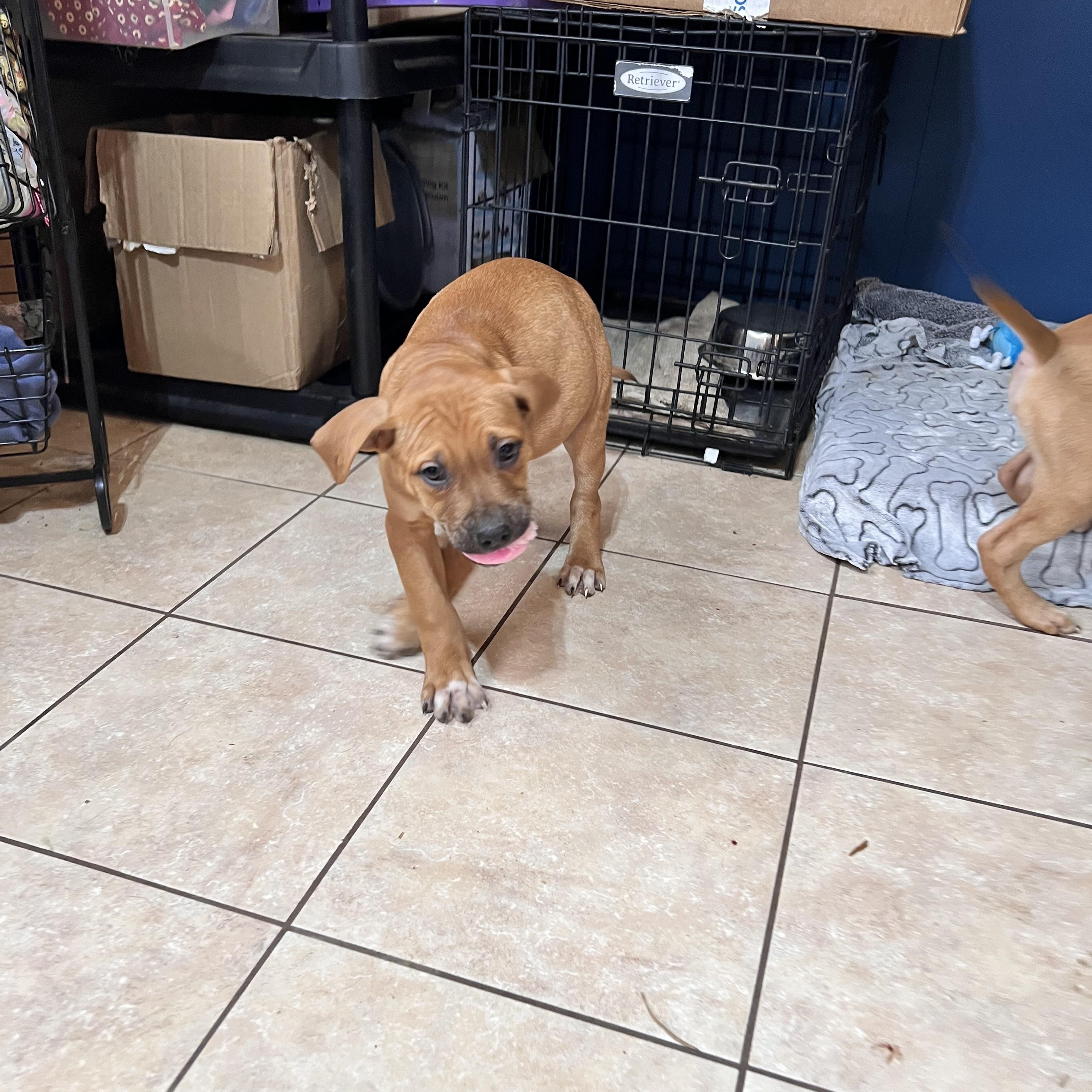 Jumbo Zoom — thumbnail 3