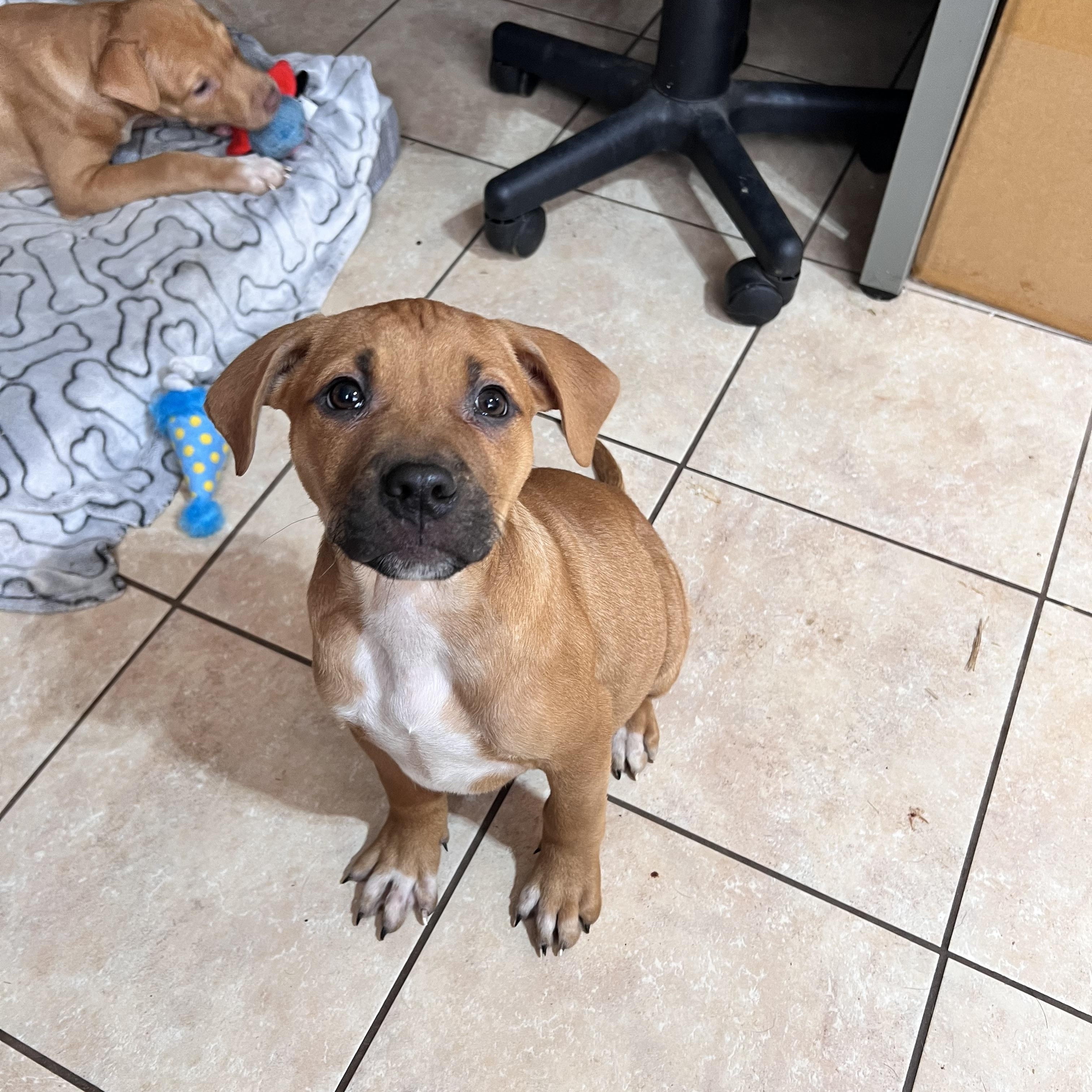 Jumbo Zoom — thumbnail 4