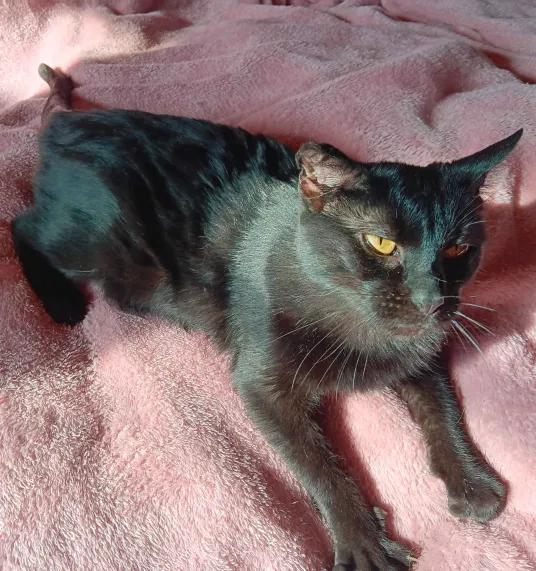 Enlarge Beans, a Adoptable Domestic Short Hair in Peoria, IL image 1/1