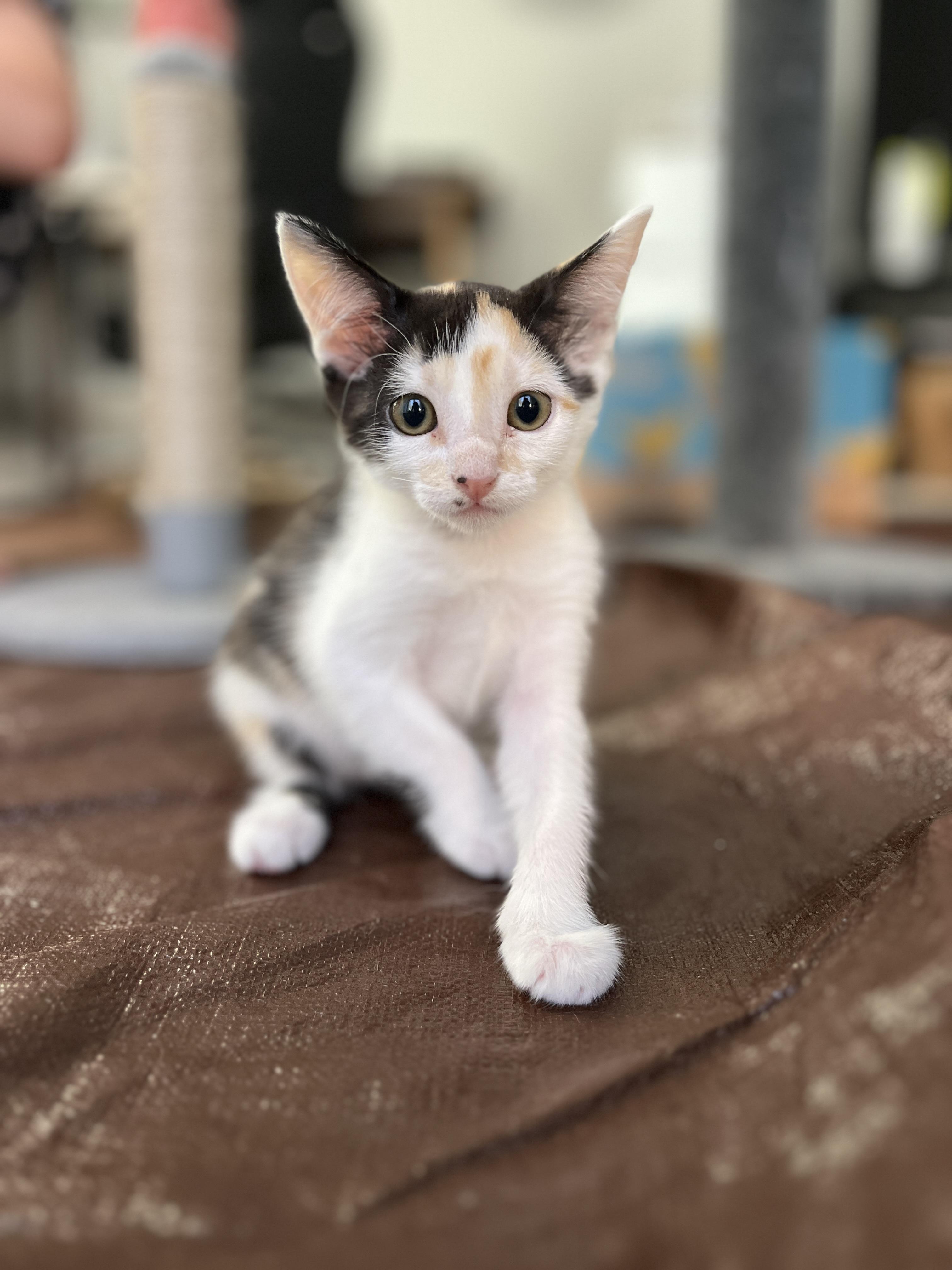 Enlarge Spots, a Adopted Domestic Short Hair in La Quinta, CA image 1/3