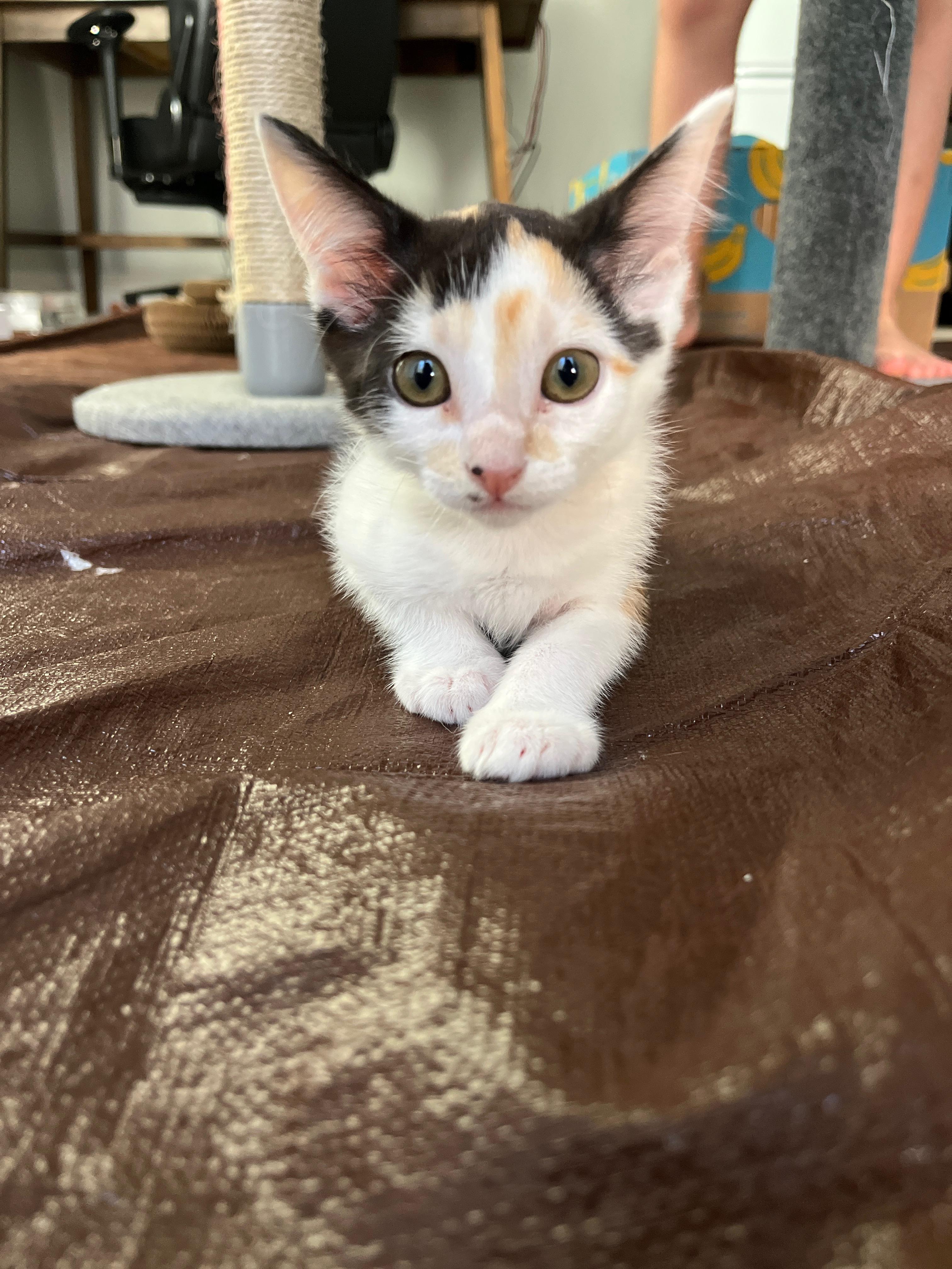 Enlarge Spots, a Adopted Domestic Short Hair in La Quinta, CA image 2/3