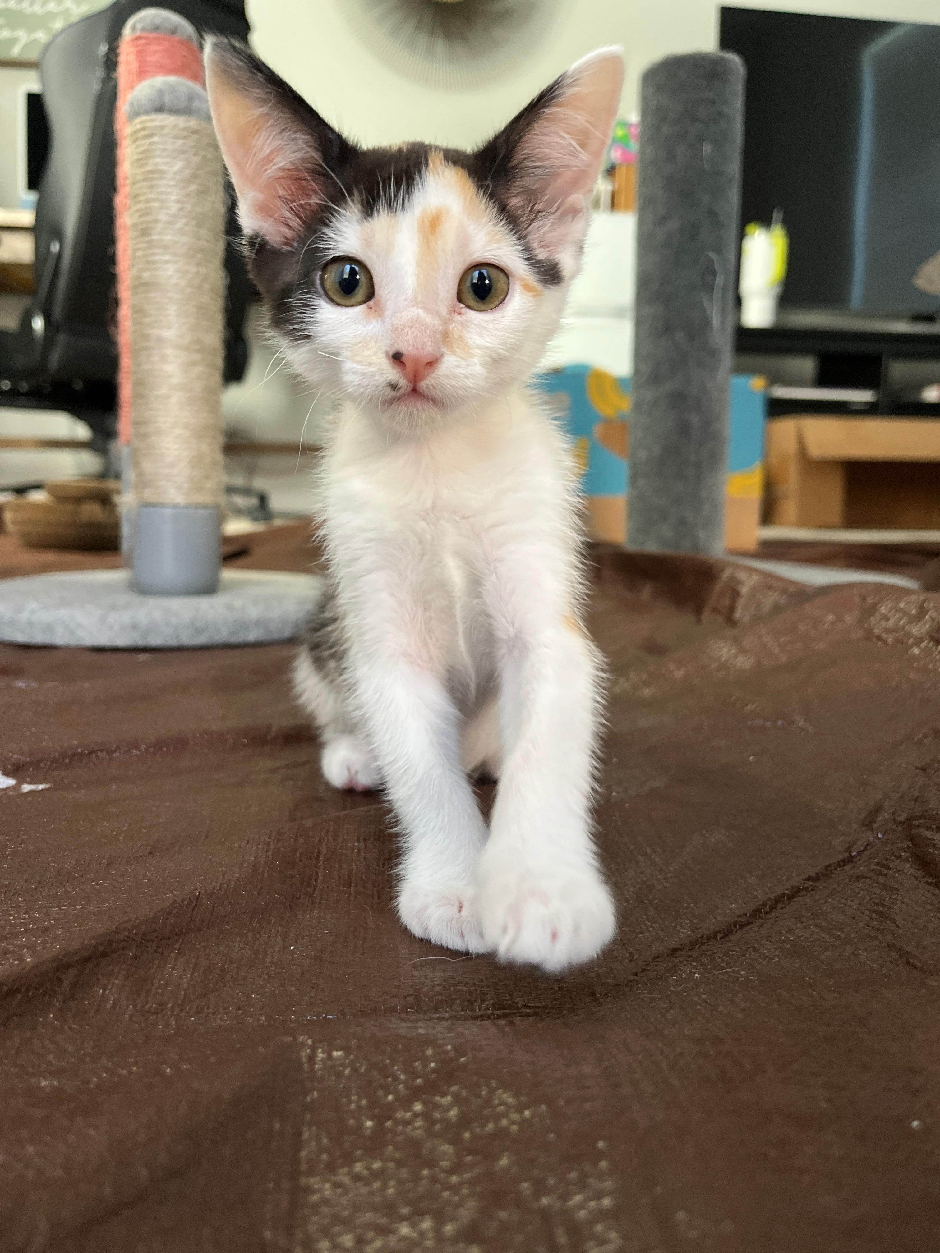 Enlarge Spots, a Adopted Domestic Short Hair in La Quinta, CA image 3/3