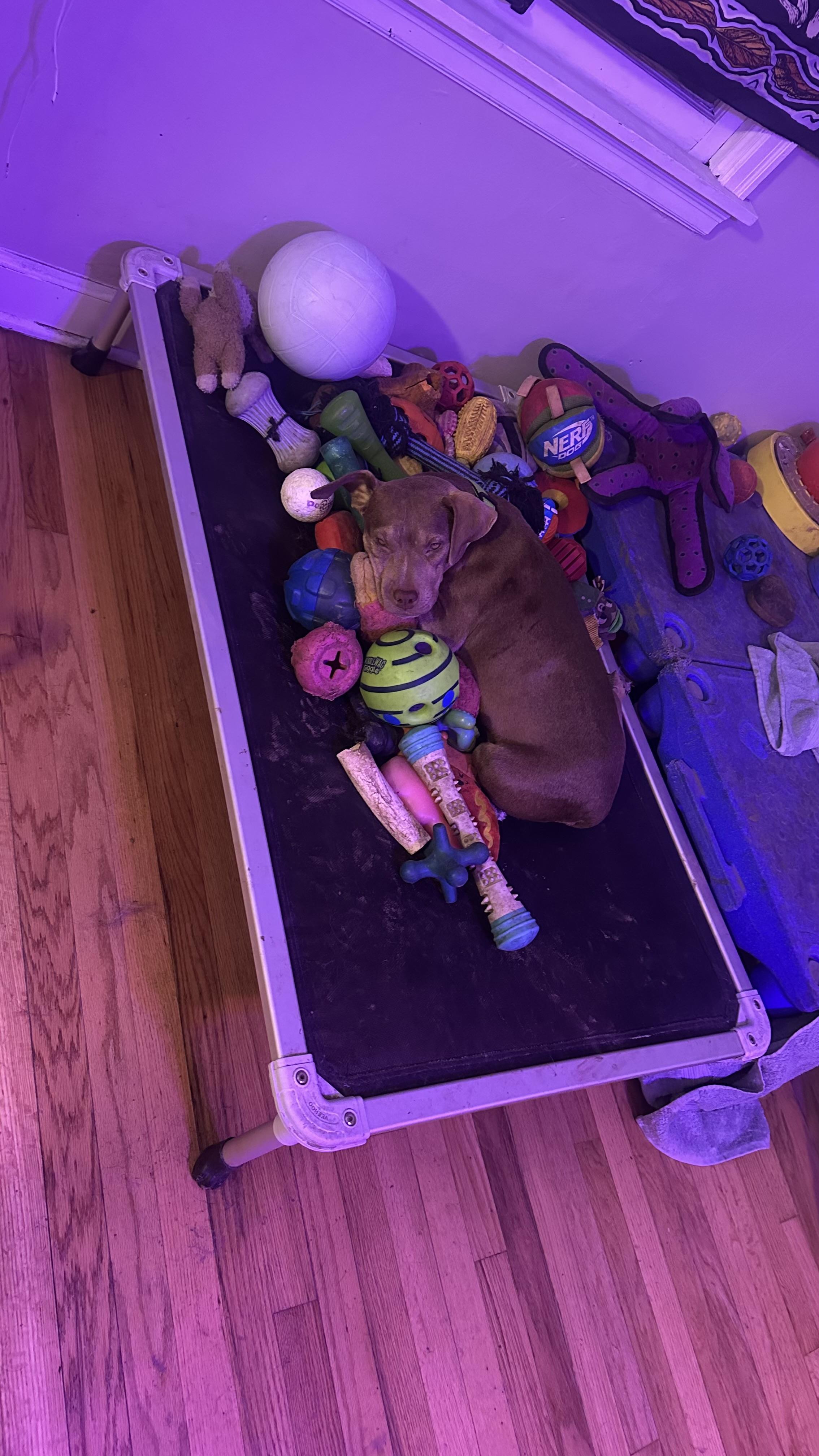 Munchkin, Young Female American Bully