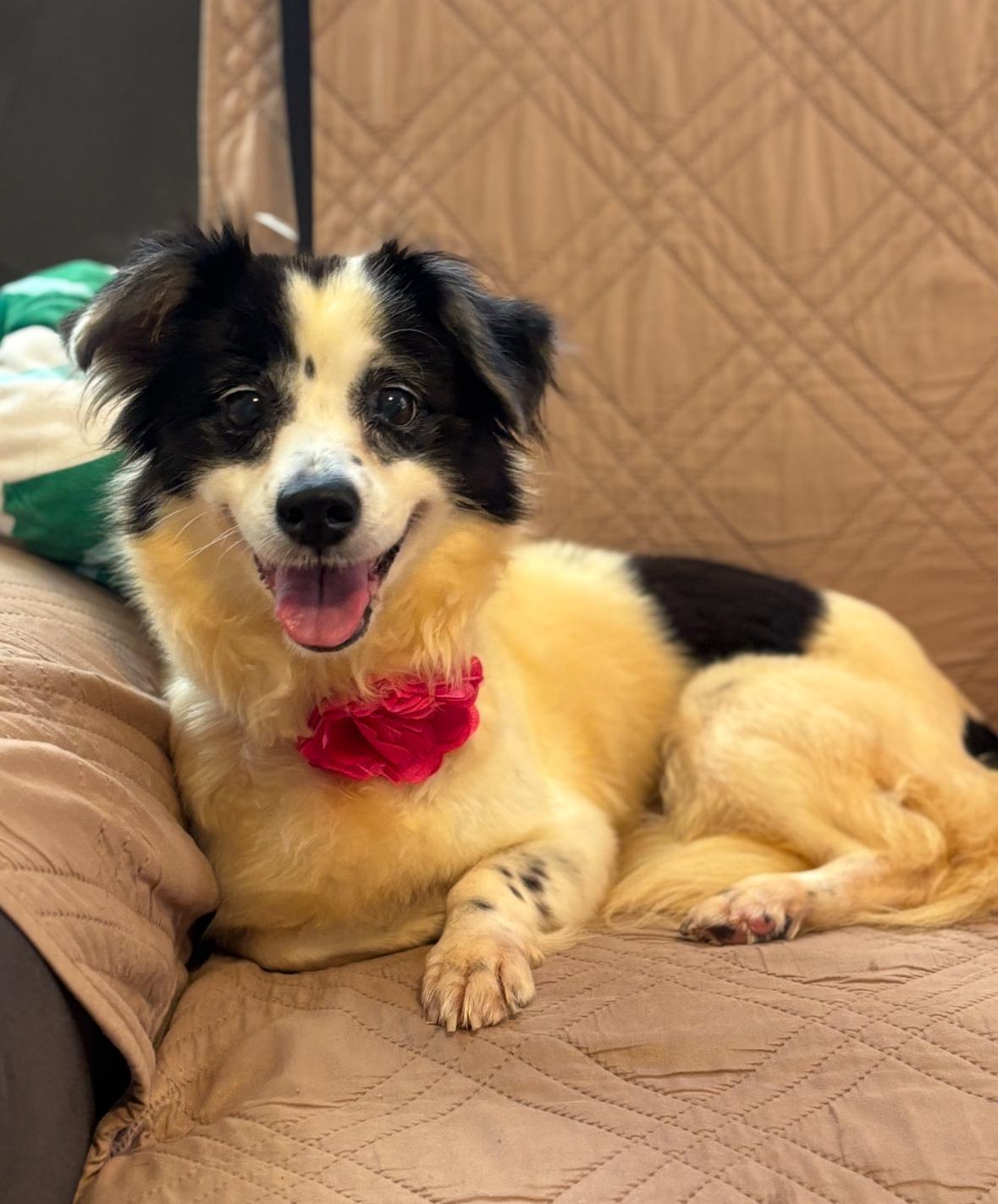 Enlarge ELARA, a Adoptable mixed breed in Short Hills, NJ image 2/6