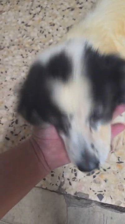 Enlarge ELARA, a Adoptable mixed breed in Short Hills, NJ video 6/6