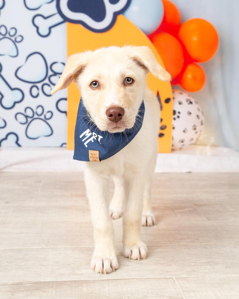 Sprout, Adoptable, Puppy Male Siberian Husky & Belgian Shepherd / Malinois.