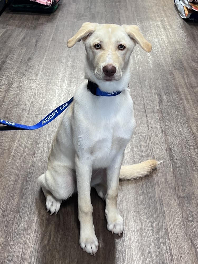 Sprout, a Adoptable mixed breed in Frisco, TX image 4/6