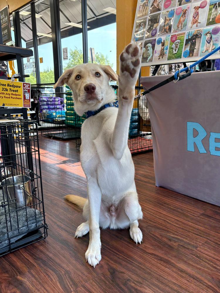 Sprout, a Adoptable mixed breed in Frisco, TX image 5/6