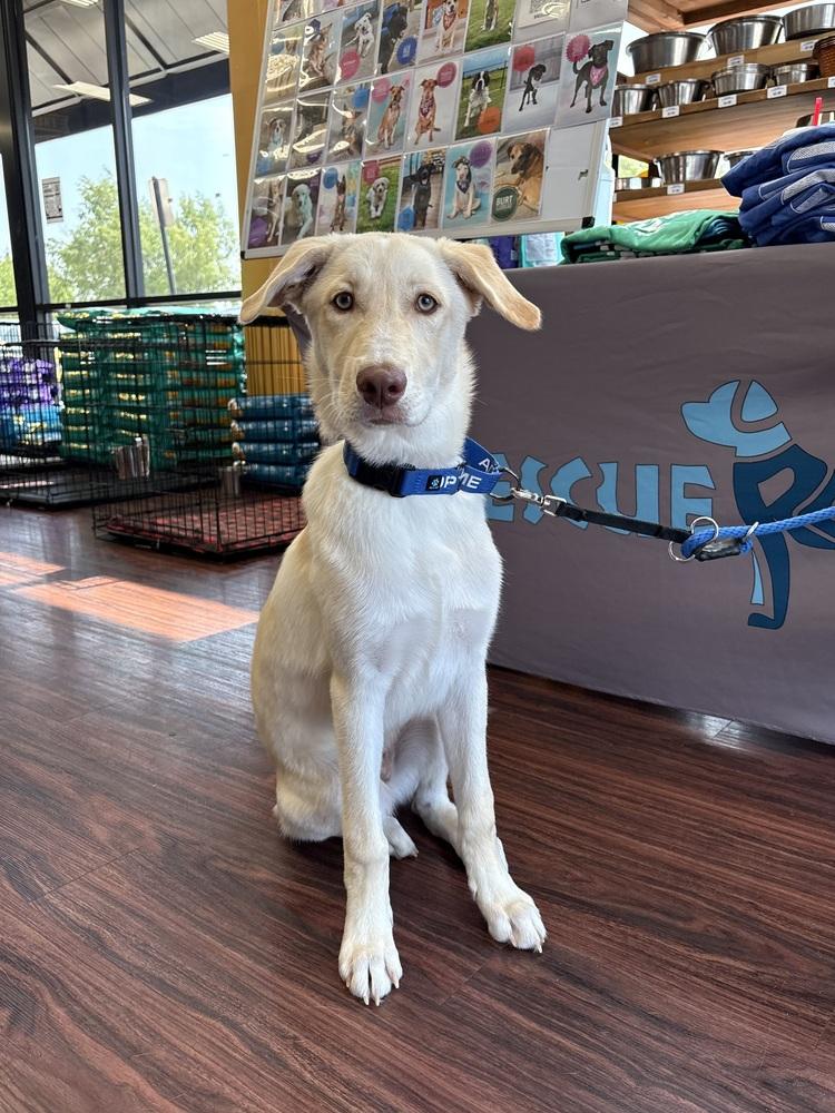 Sprout, a Adoptable mixed breed in Frisco, TX image 6/6