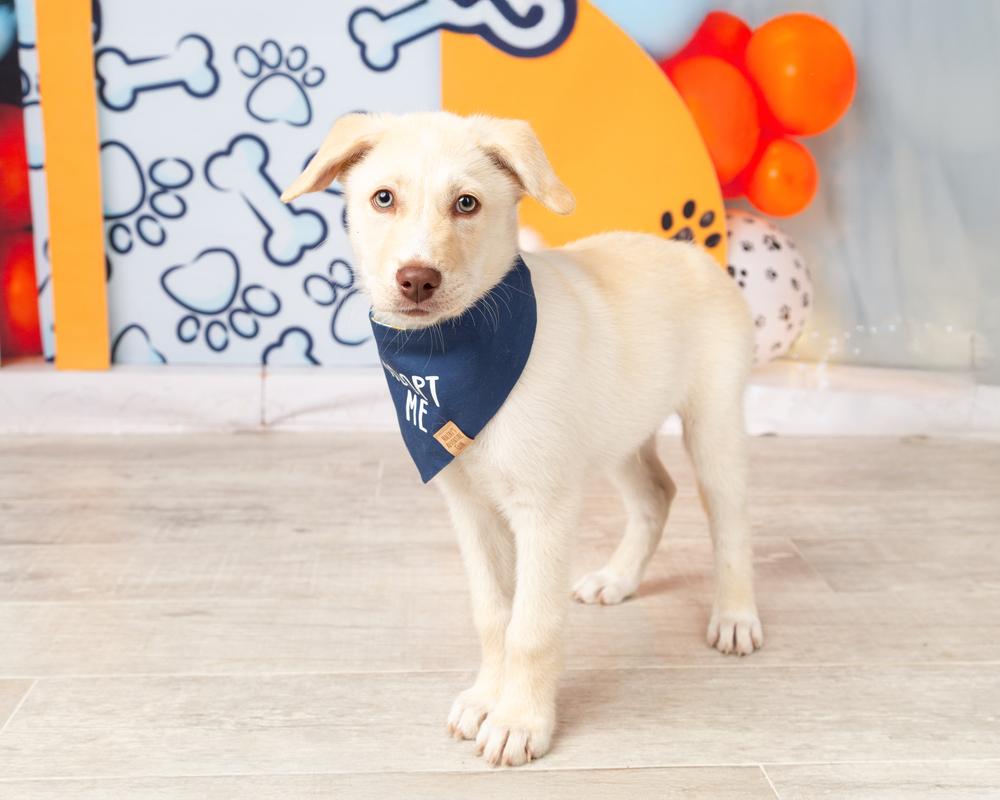 Enlarge Sprout, a Adoptable mixed breed in Frisco, TX image 5/6