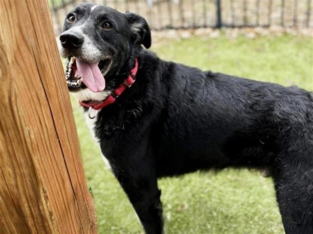 Enlarge DOC, a Adoptable Great Pyrenees in Saint Louis, MO image 1/1