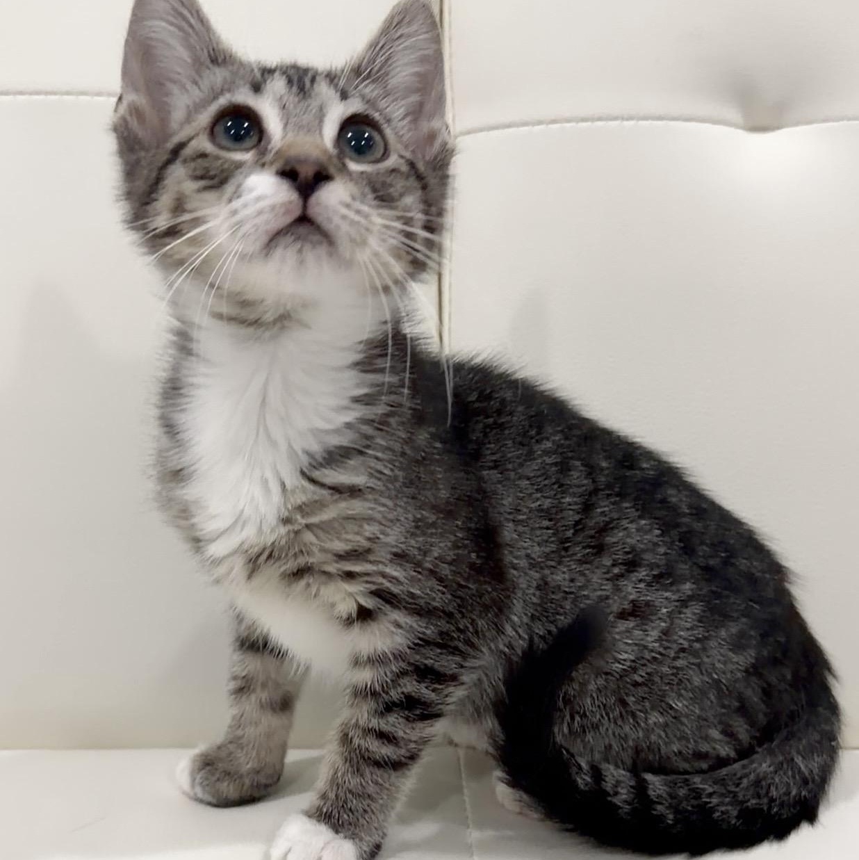 Saprano, adopted, Kitten Male Domestic Short Hair.