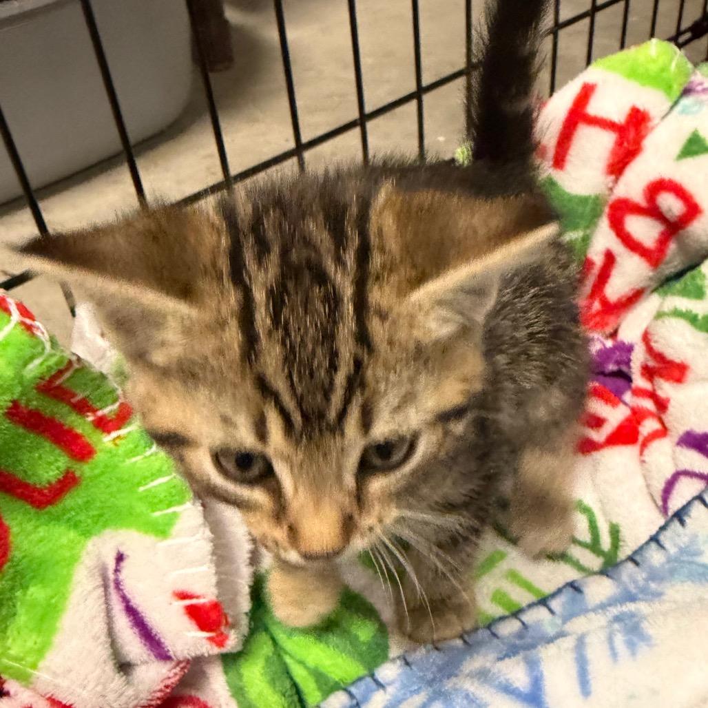 Jeffrey Jones, Adoptable, Kitten Male Domestic Medium Hair.