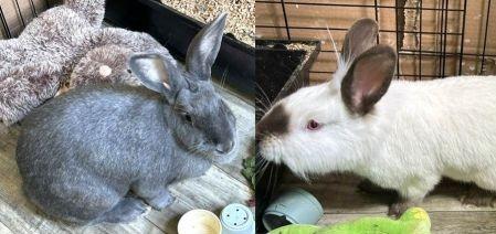 Jax - Adoptable Pet | Petfinder