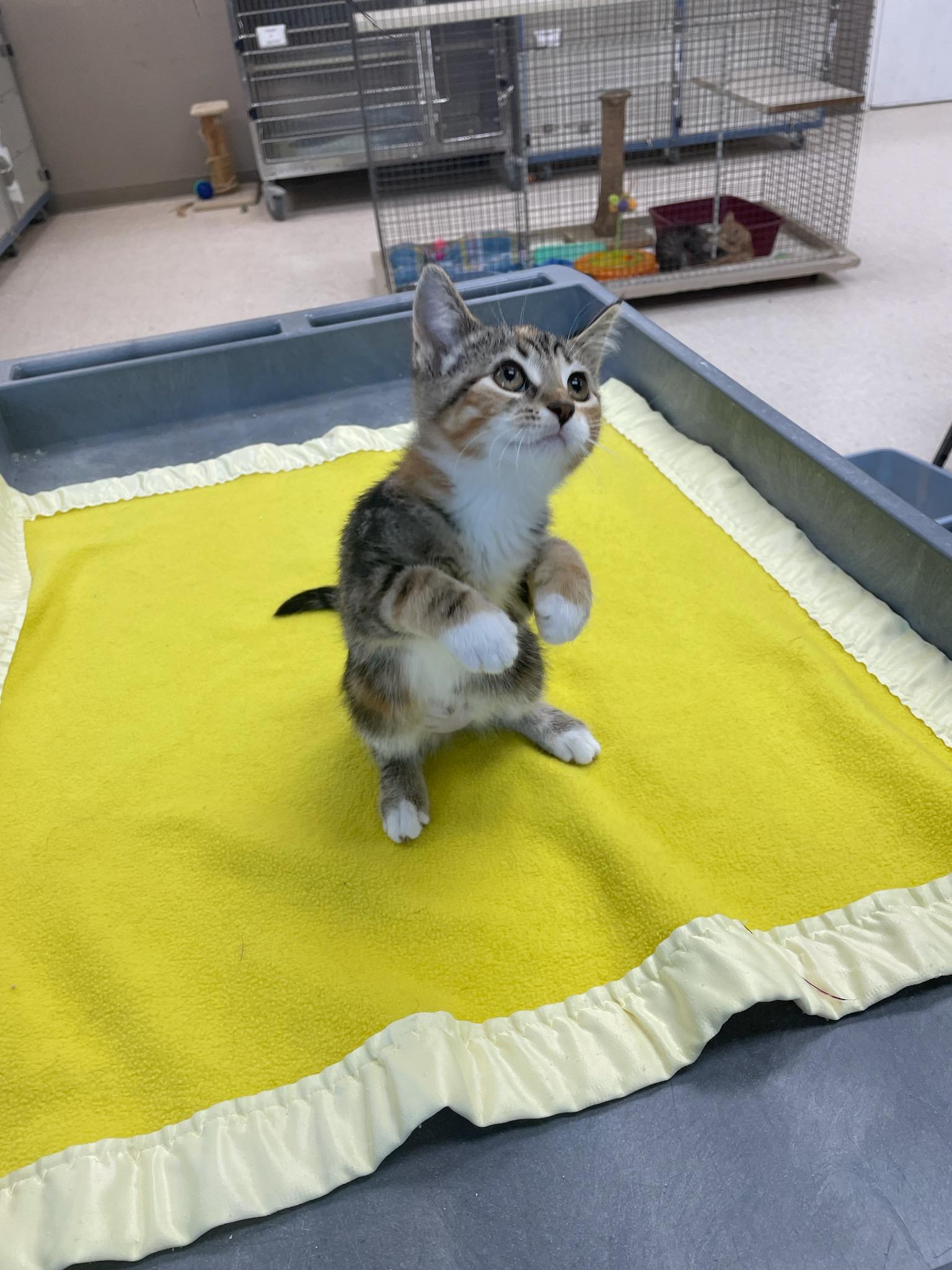 Pearl, a Adoptable Domestic Short Hair in Neillsville, WI image 4/6