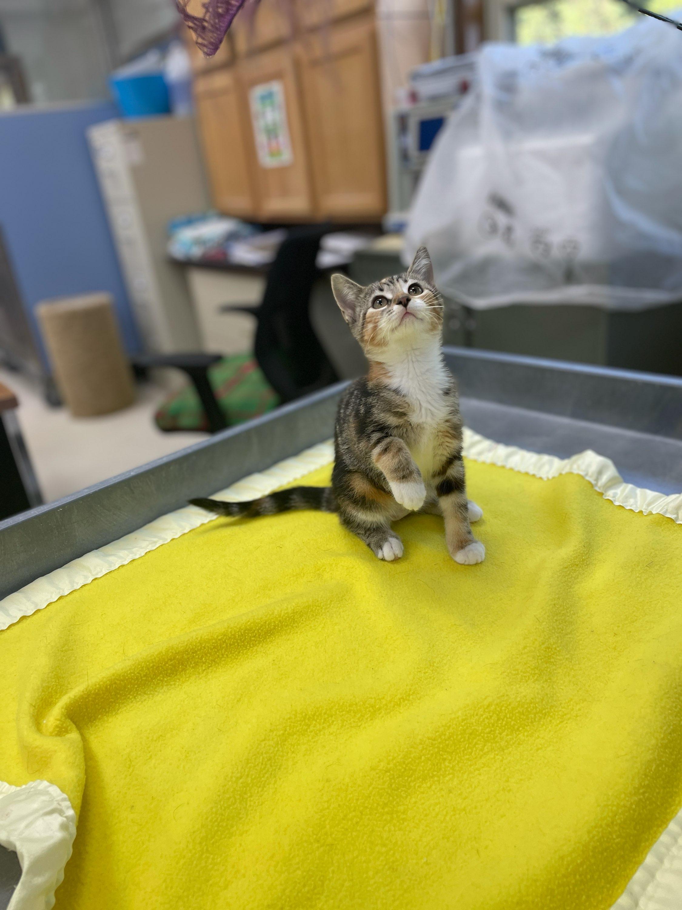 Pearl, a Adoptable Domestic Short Hair in Neillsville, WI image 5/6