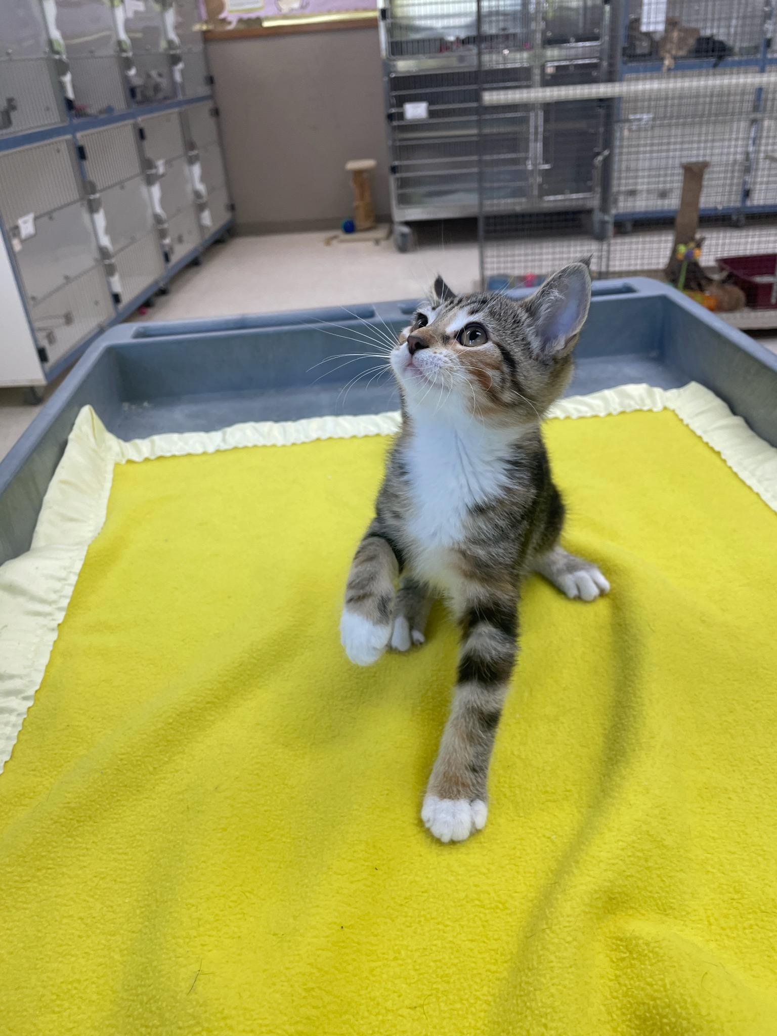 Pearl, a Adoptable Domestic Short Hair in Neillsville, WI image 6/6