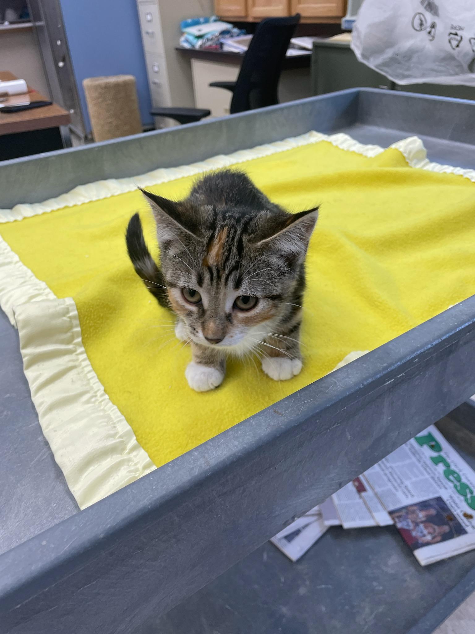Pearl, a Adoptable Domestic Short Hair in Neillsville, WI image 2/6