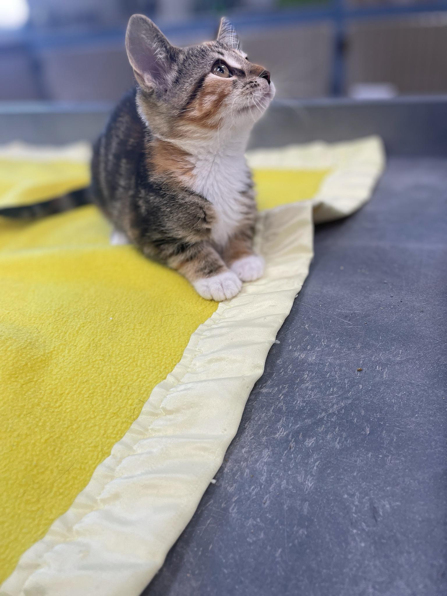 Pearl, a Adoptable Domestic Short Hair in Neillsville, WI image 3/6