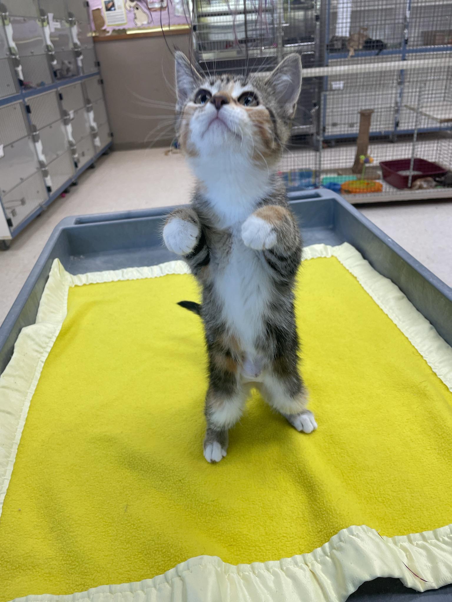 Pearl, a Adoptable Domestic Short Hair in Neillsville, WI image 1/6