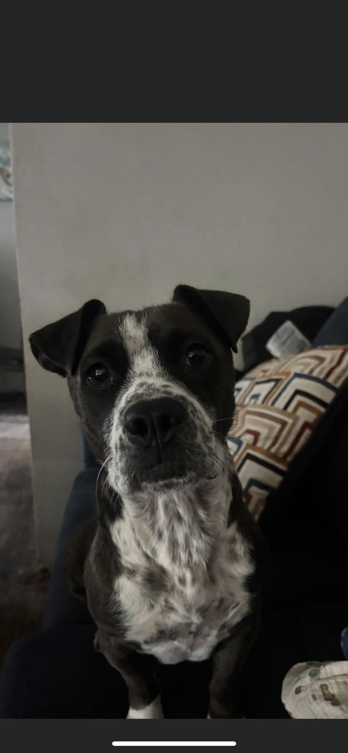 Enlarge Allie, a Adoptable mixed breed in Hamden, CT image 5/6