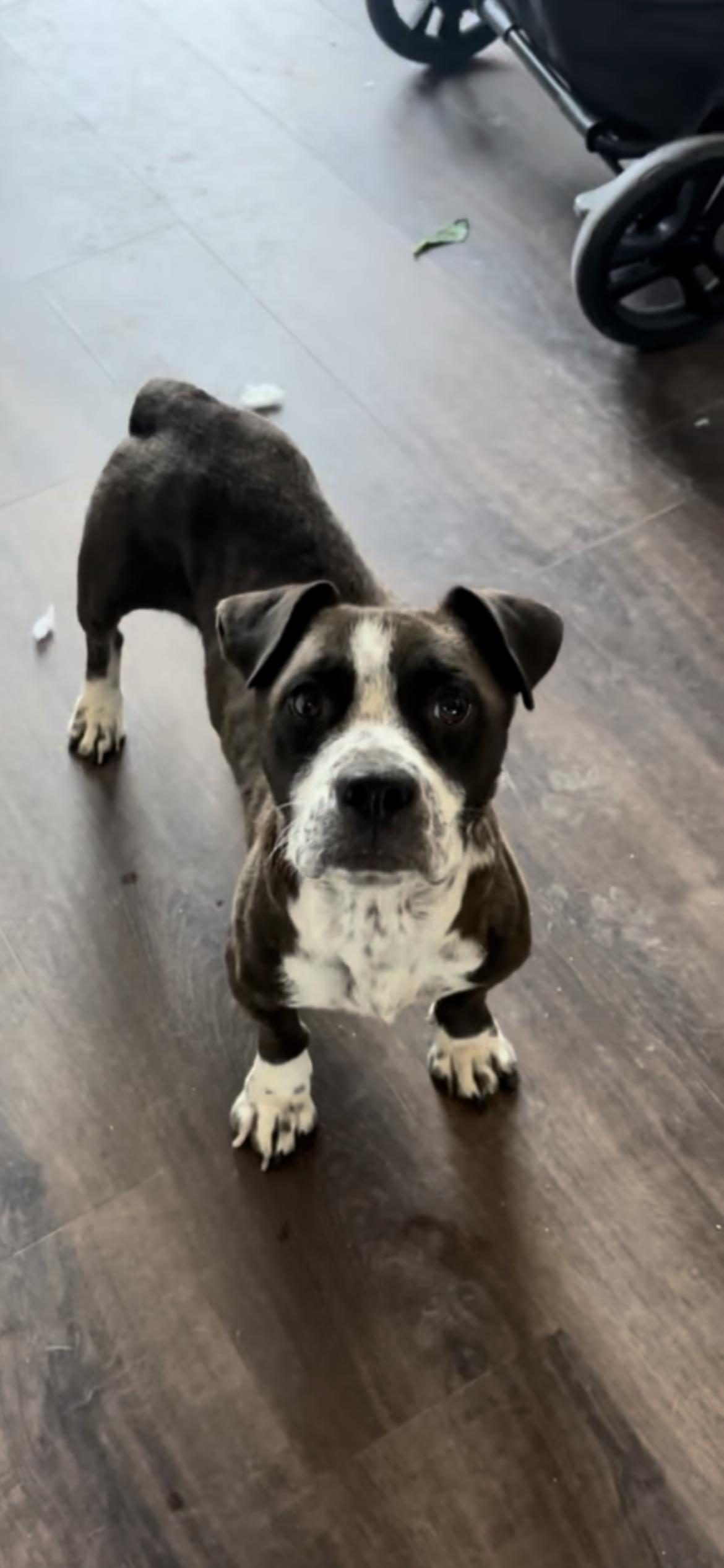 Enlarge Allie, a Adoptable mixed breed in Hamden, CT image 3/6
