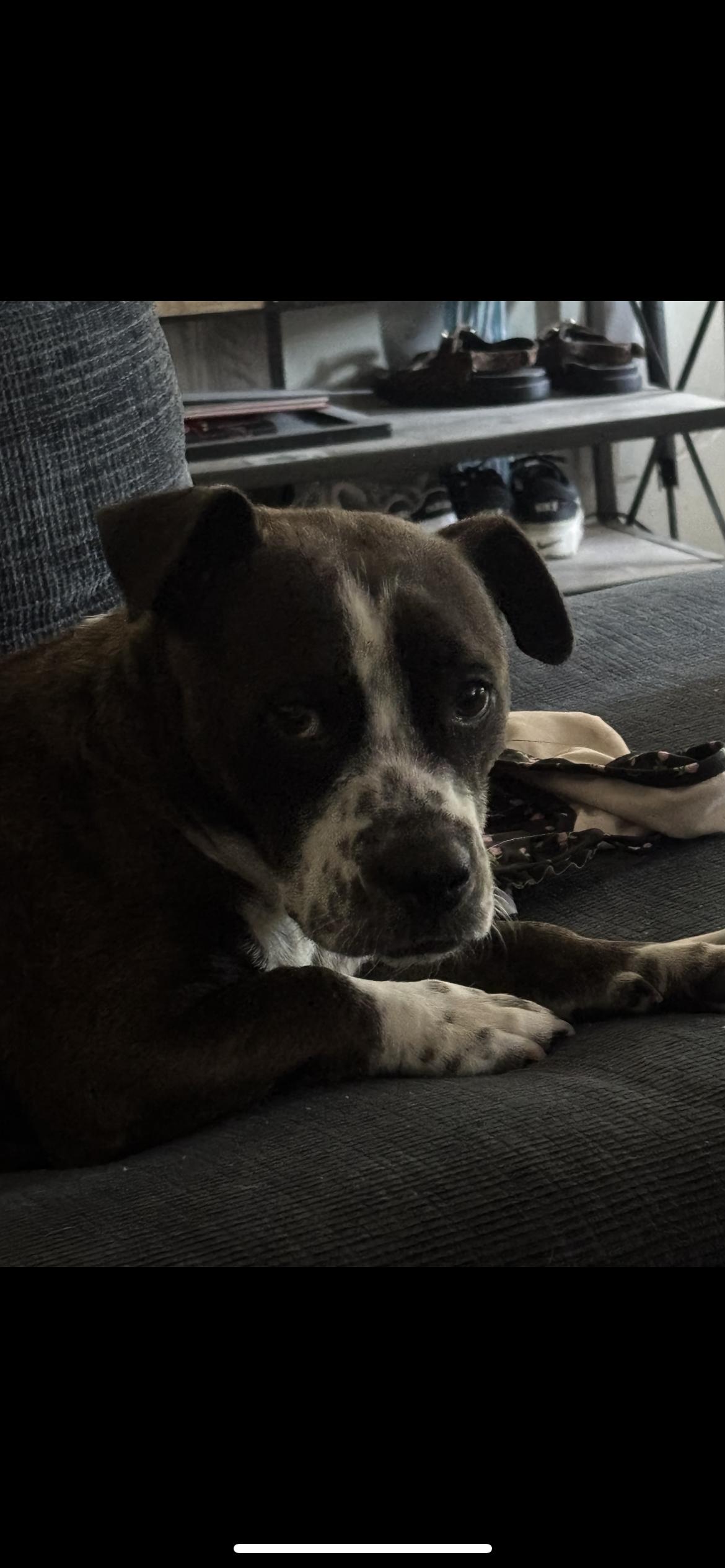 Enlarge Allie, a Adoptable mixed breed in Hamden, CT image 2/6