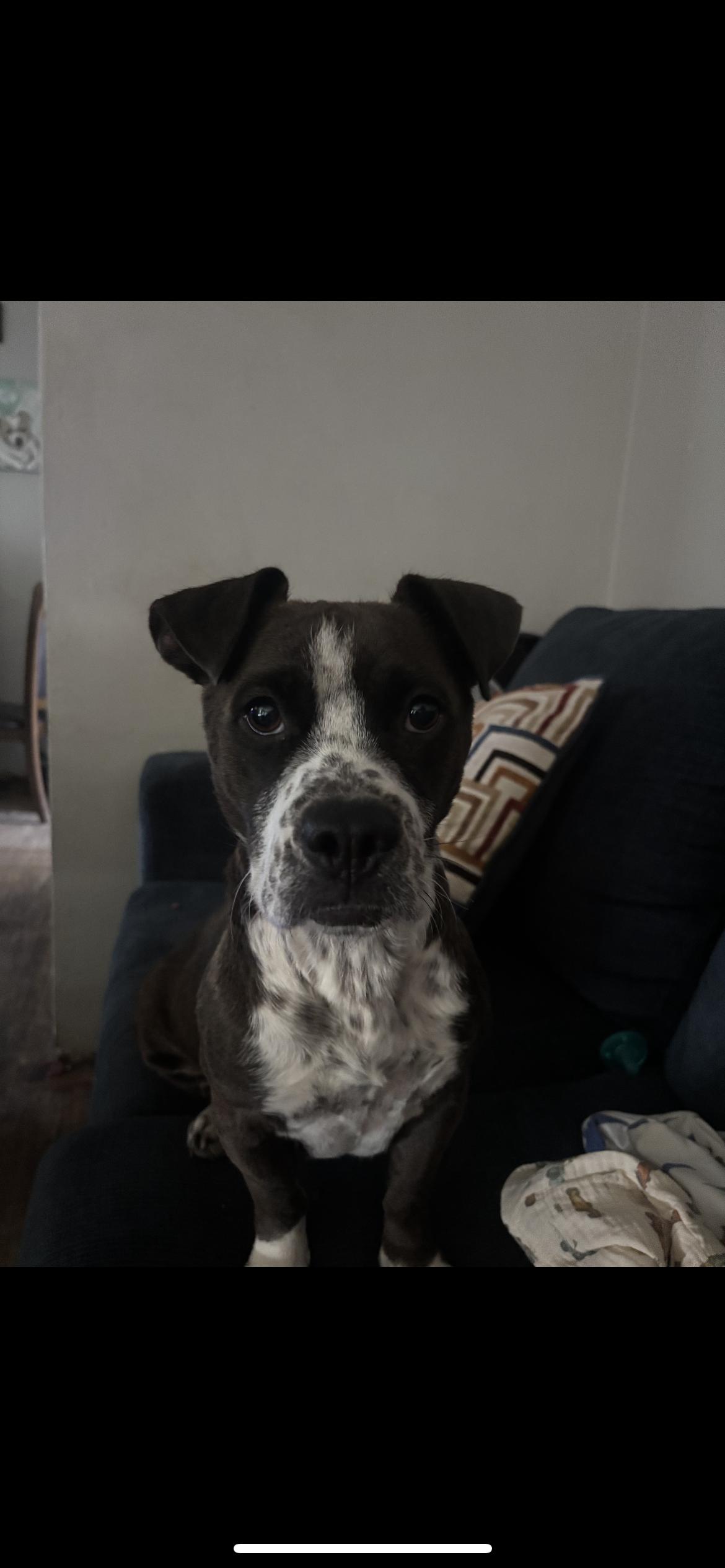 Enlarge Allie, a Adoptable mixed breed in Hamden, CT image 6/6