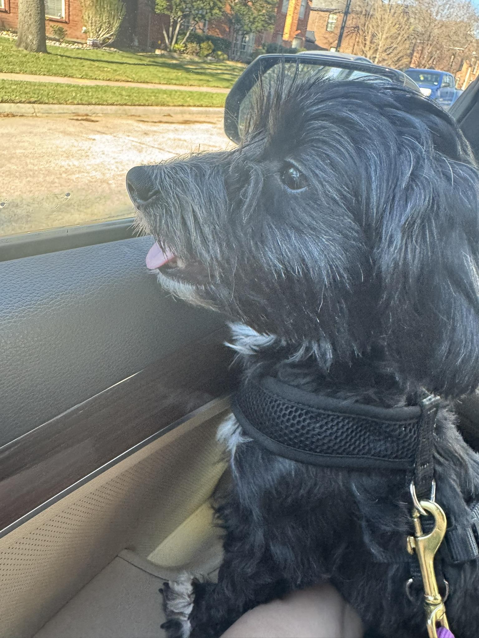 Enlarge Lalo, an adopted mixed breed in Coppell, TX image 3/6