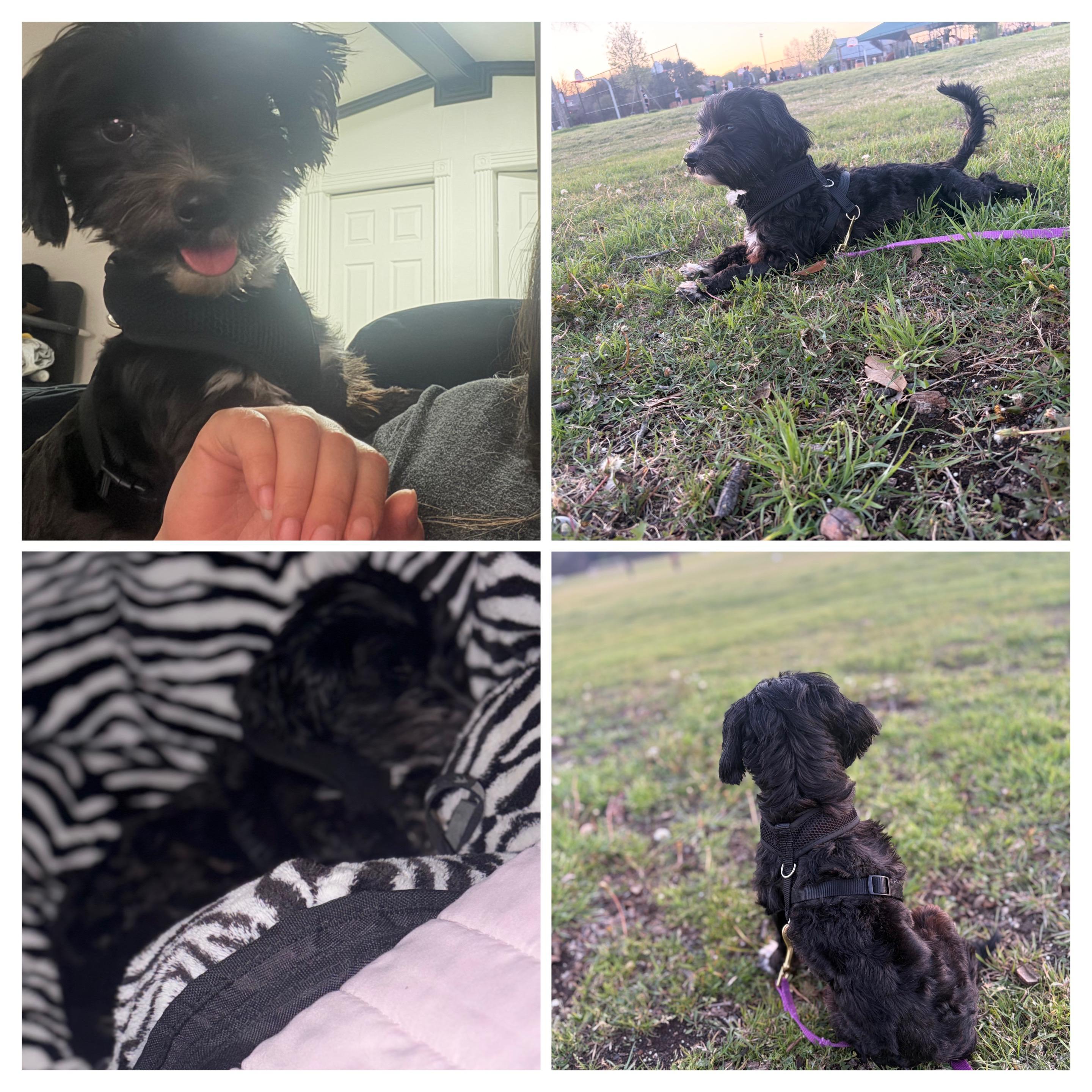Enlarge Lalo, an adopted mixed breed in Coppell, TX image 5/6