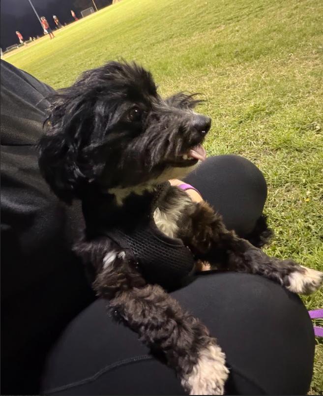 Enlarge Lalo, an adopted mixed breed in Coppell, TX image 6/6