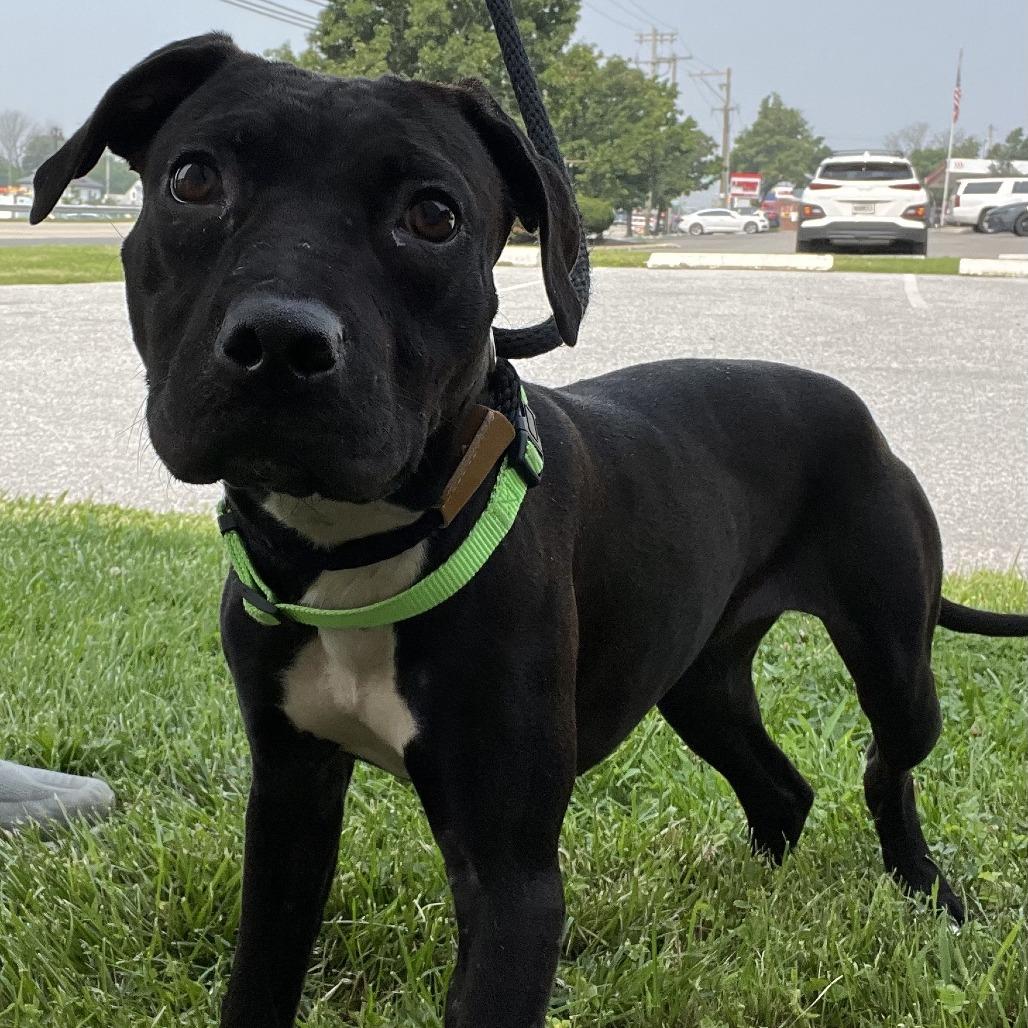 "Phantom", Adoptable, Young Female Pit Bull Terrier & Black Labrador Retriever.