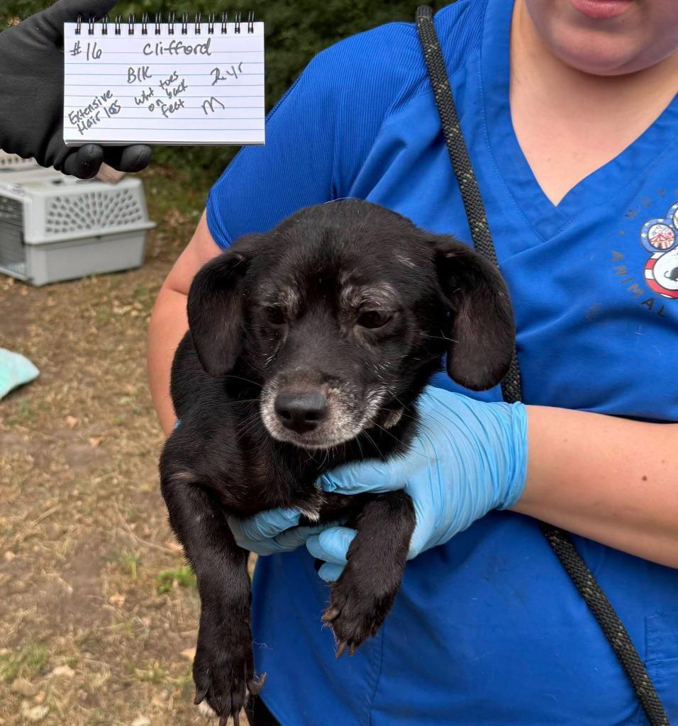 Ryder, Adopted, Adult Male Dachshund & Chihuahua.