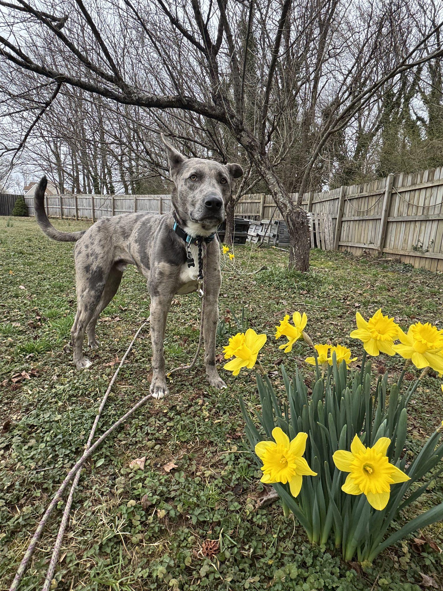 Enlarge Hopper, a Adoptable Catahoula Leopard Dog in Richmond, VA image 5/5
