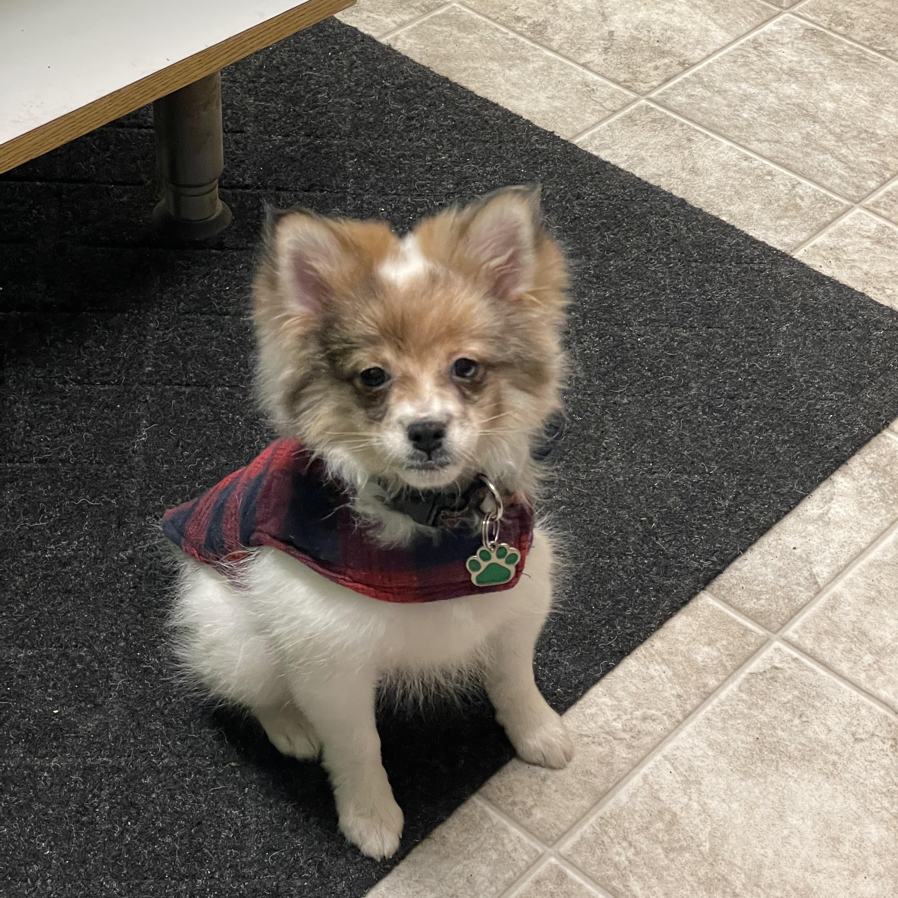 Pippy, ADOPTABLE, Puppy Female Chihuahua & Pomeranian.